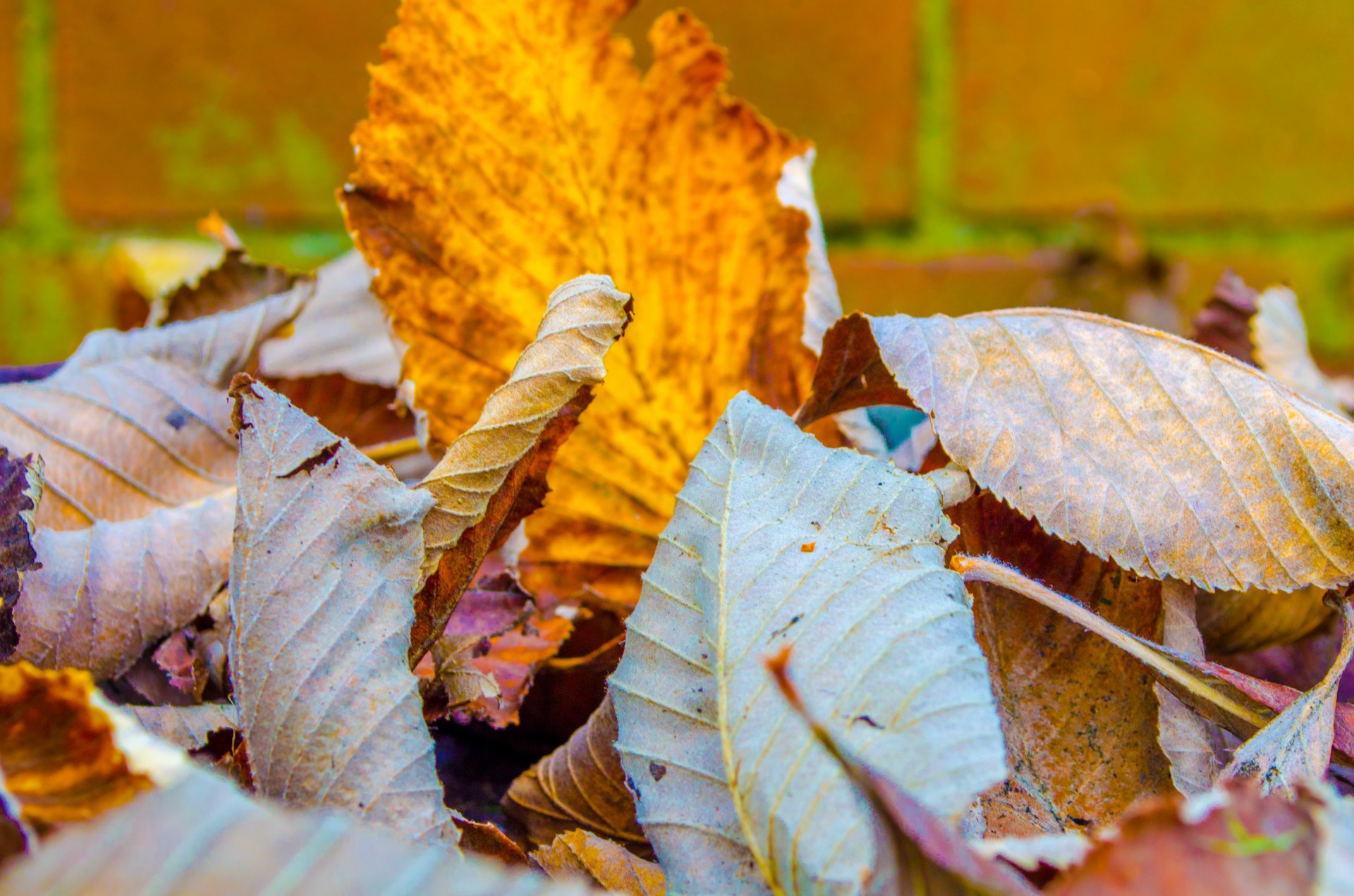 autumn leaves colorful free photo