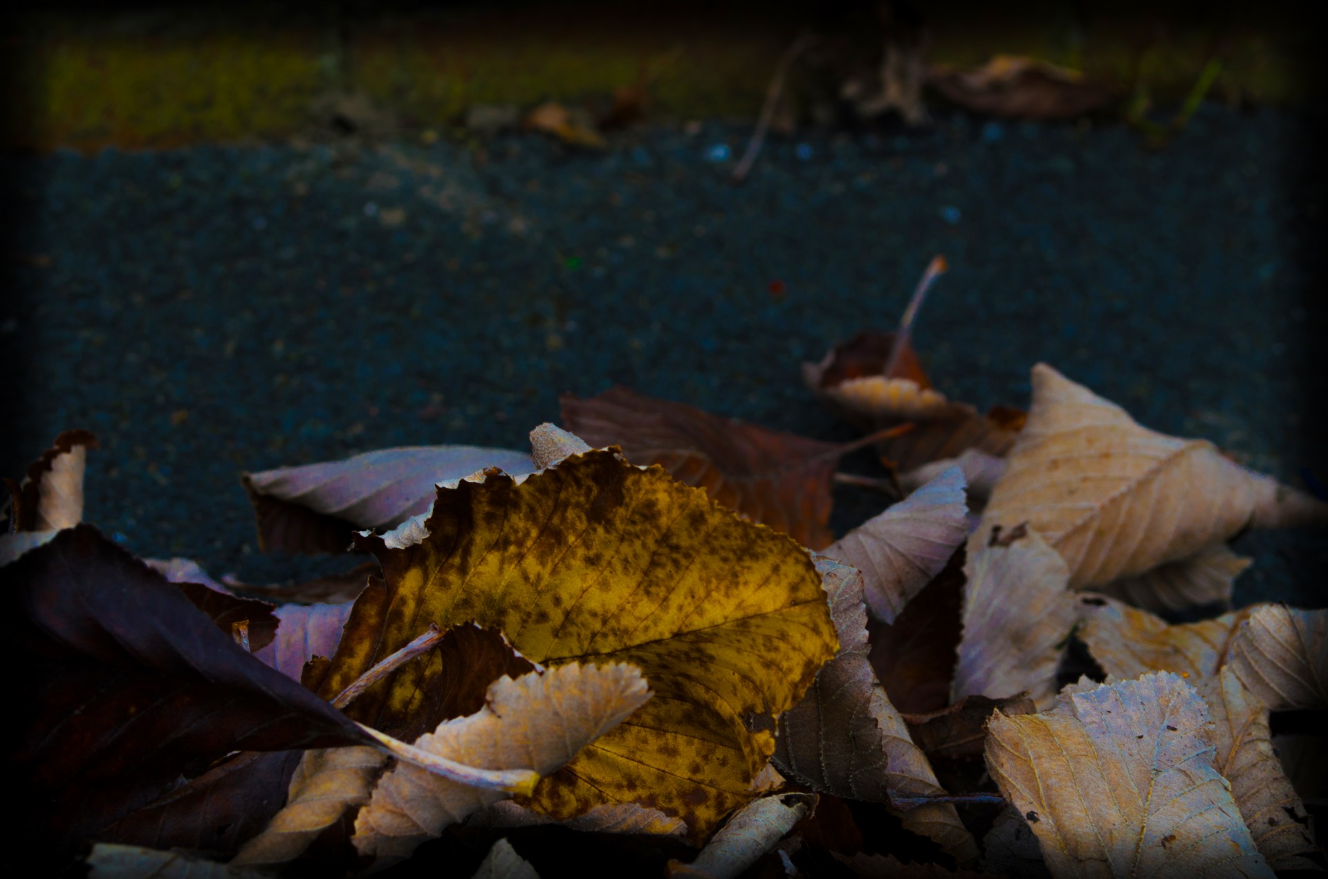 autumn leaves colorful free photo