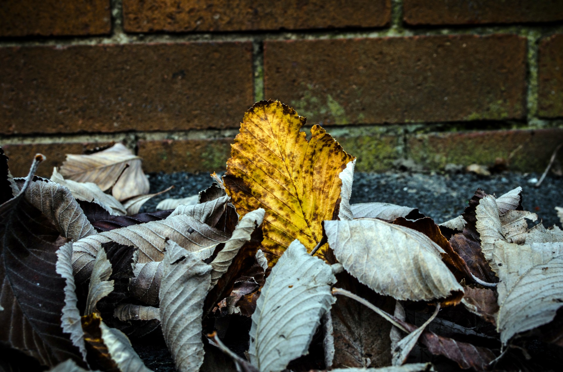 autumn leaves colorful free photo