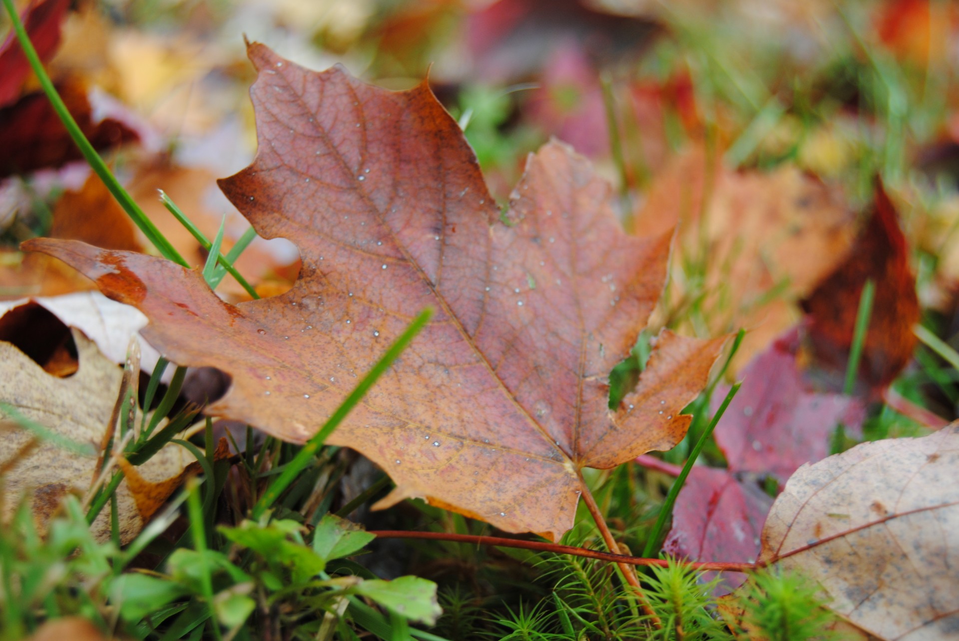 autumn leaves leaf free photo