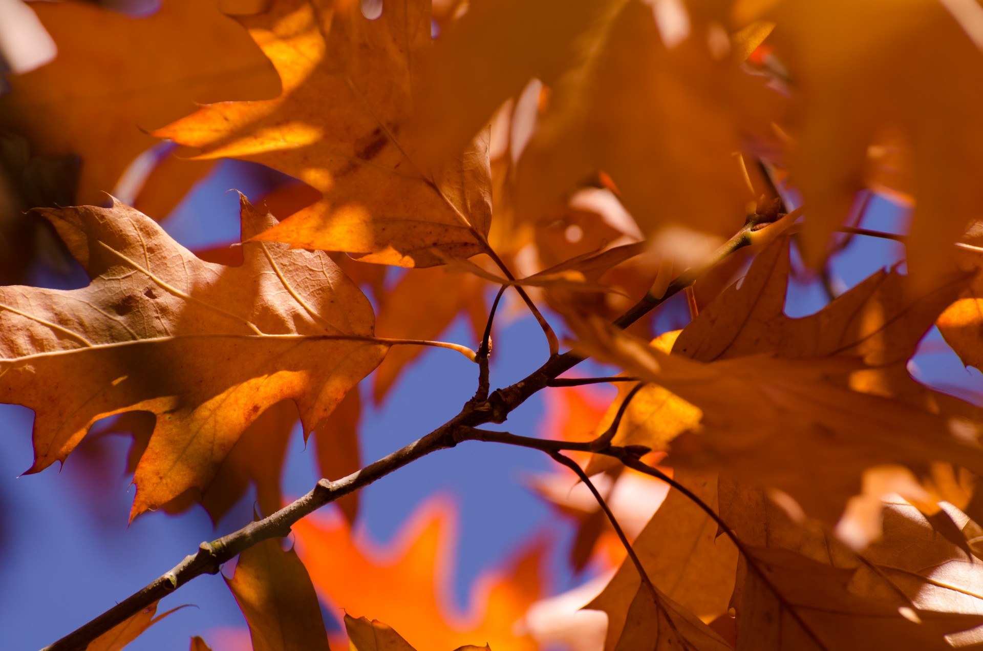 autumn leaves colorful free photo