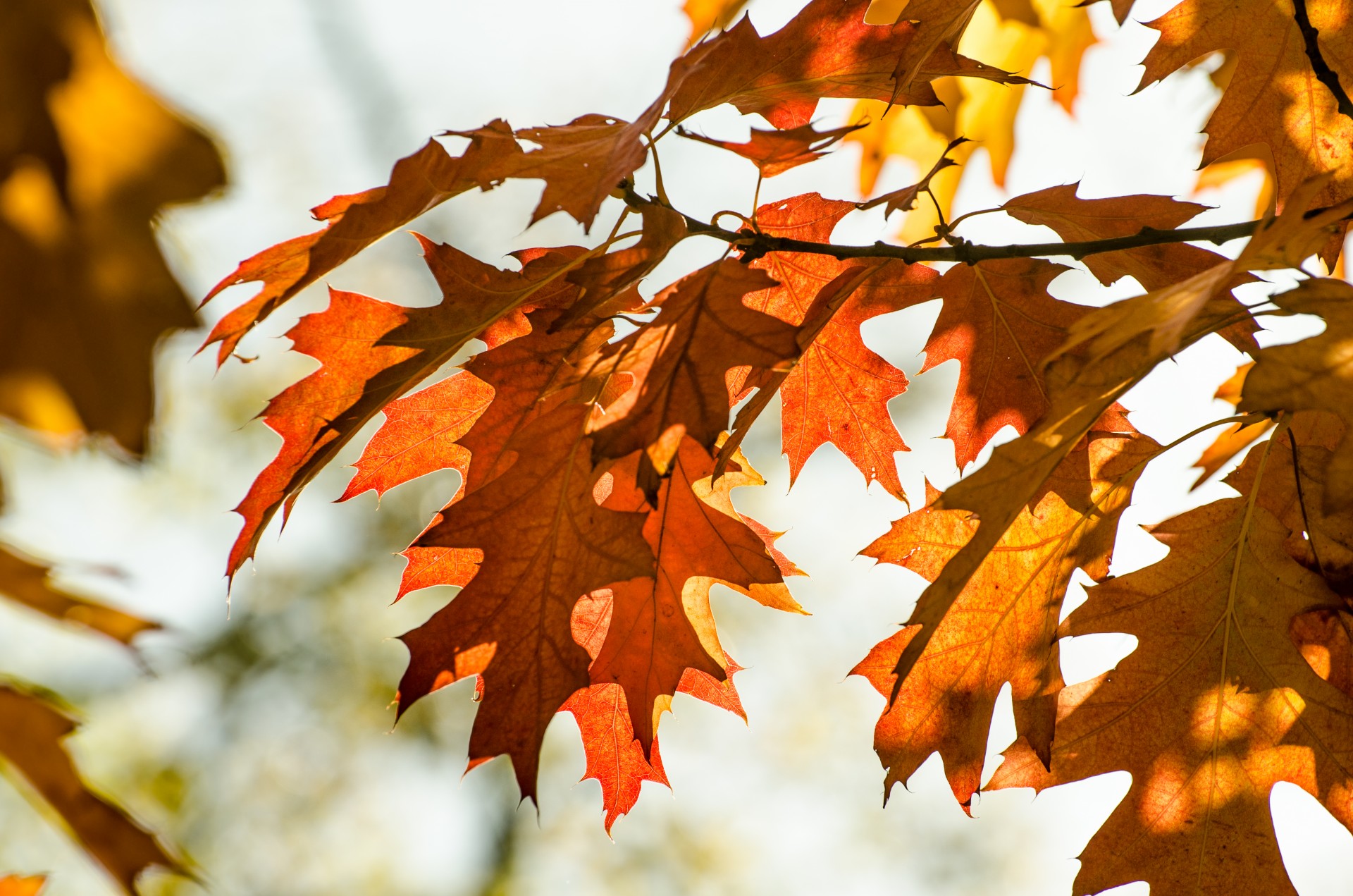 autumn leaves colorful free photo