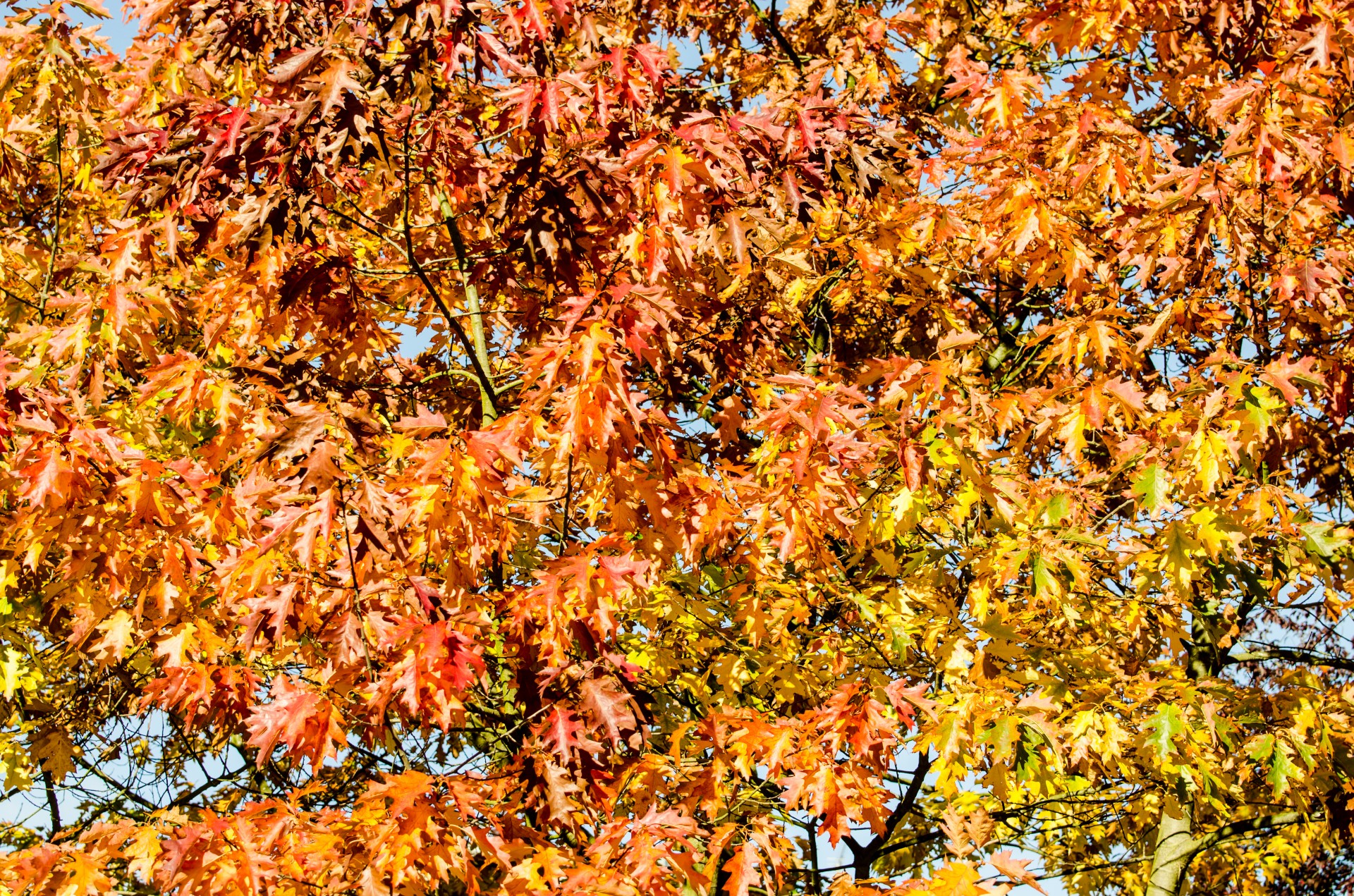 autumn leaves colorful free photo