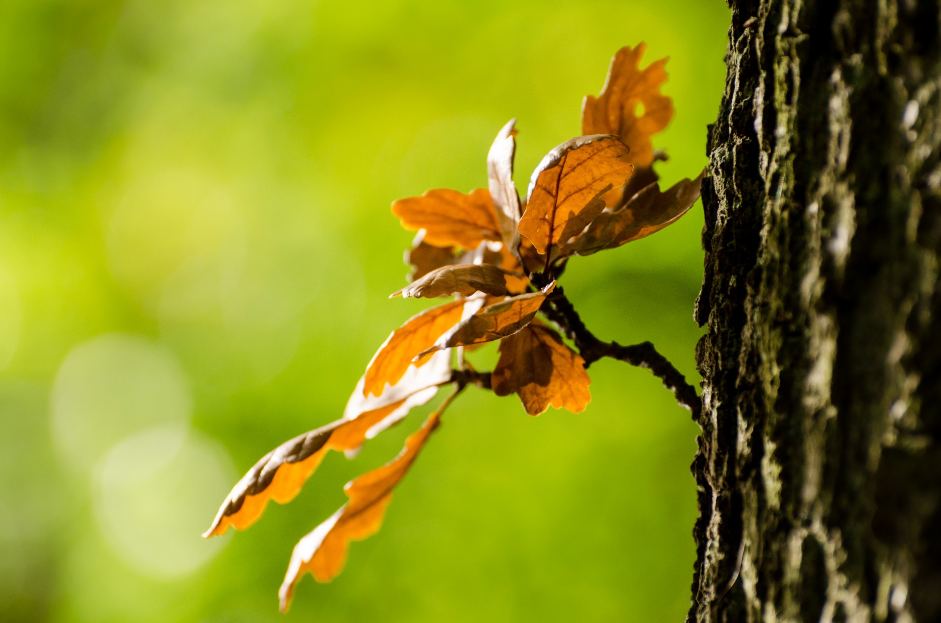 autumn leaves colorful free photo