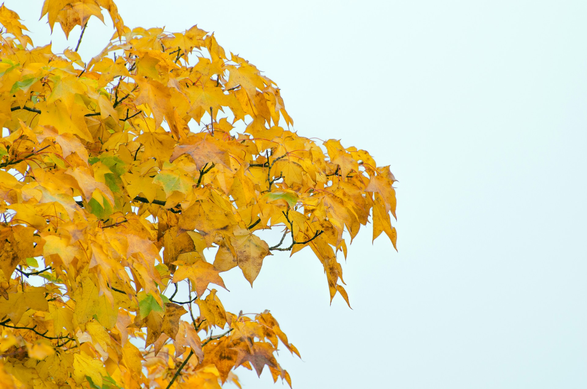 autumn tree trees free photo