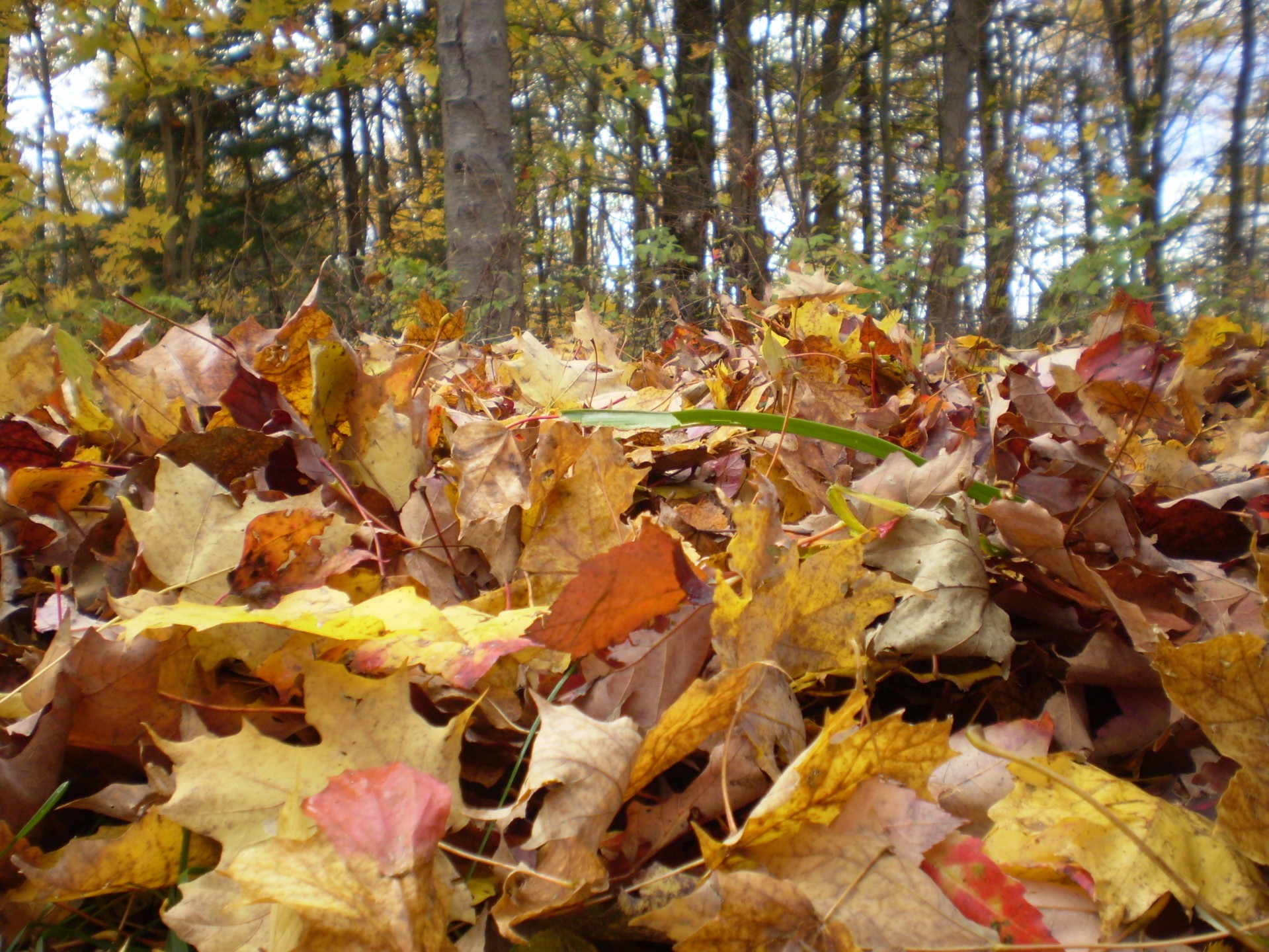 season autumn leaves free photo