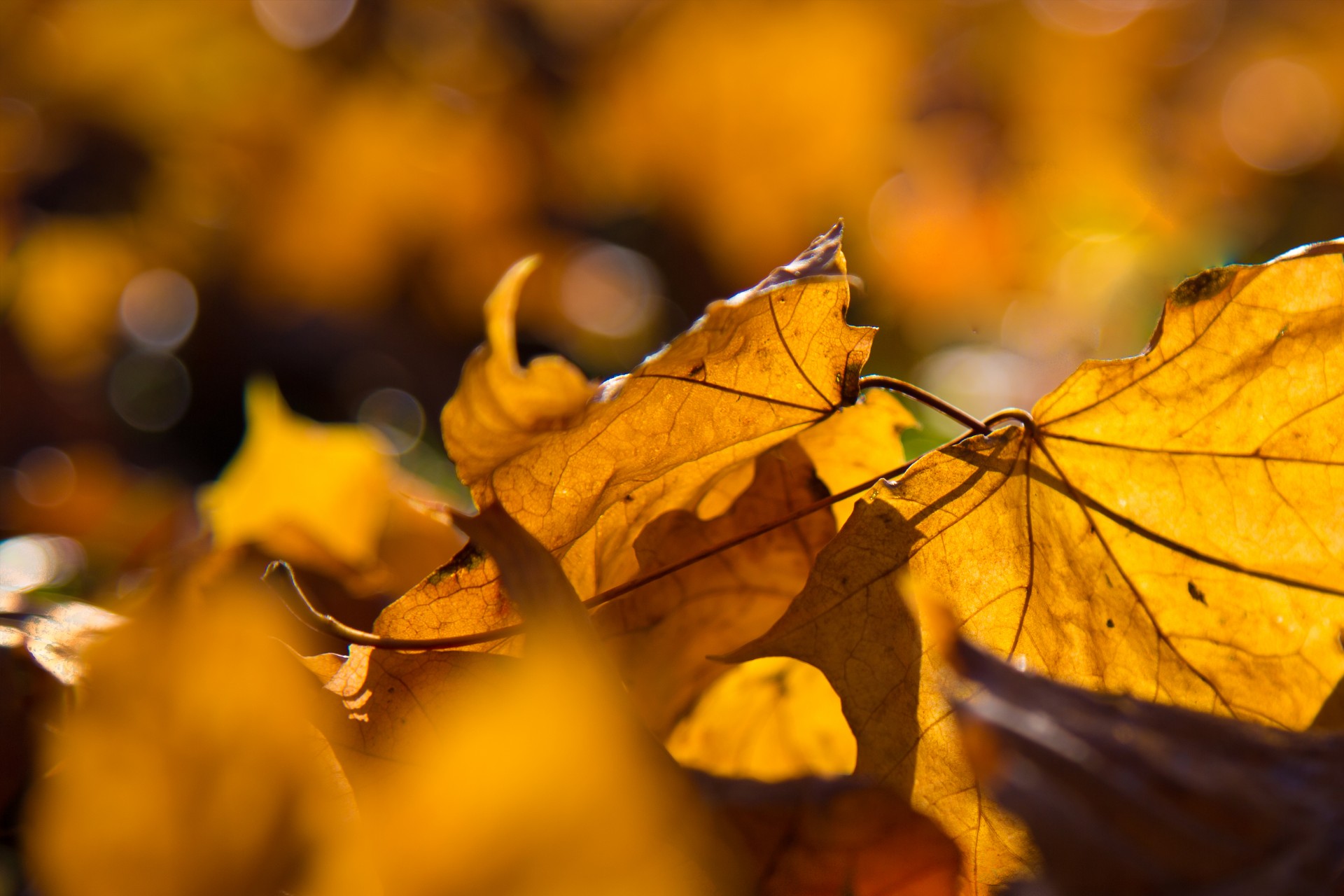 leaf leaves nature free photo