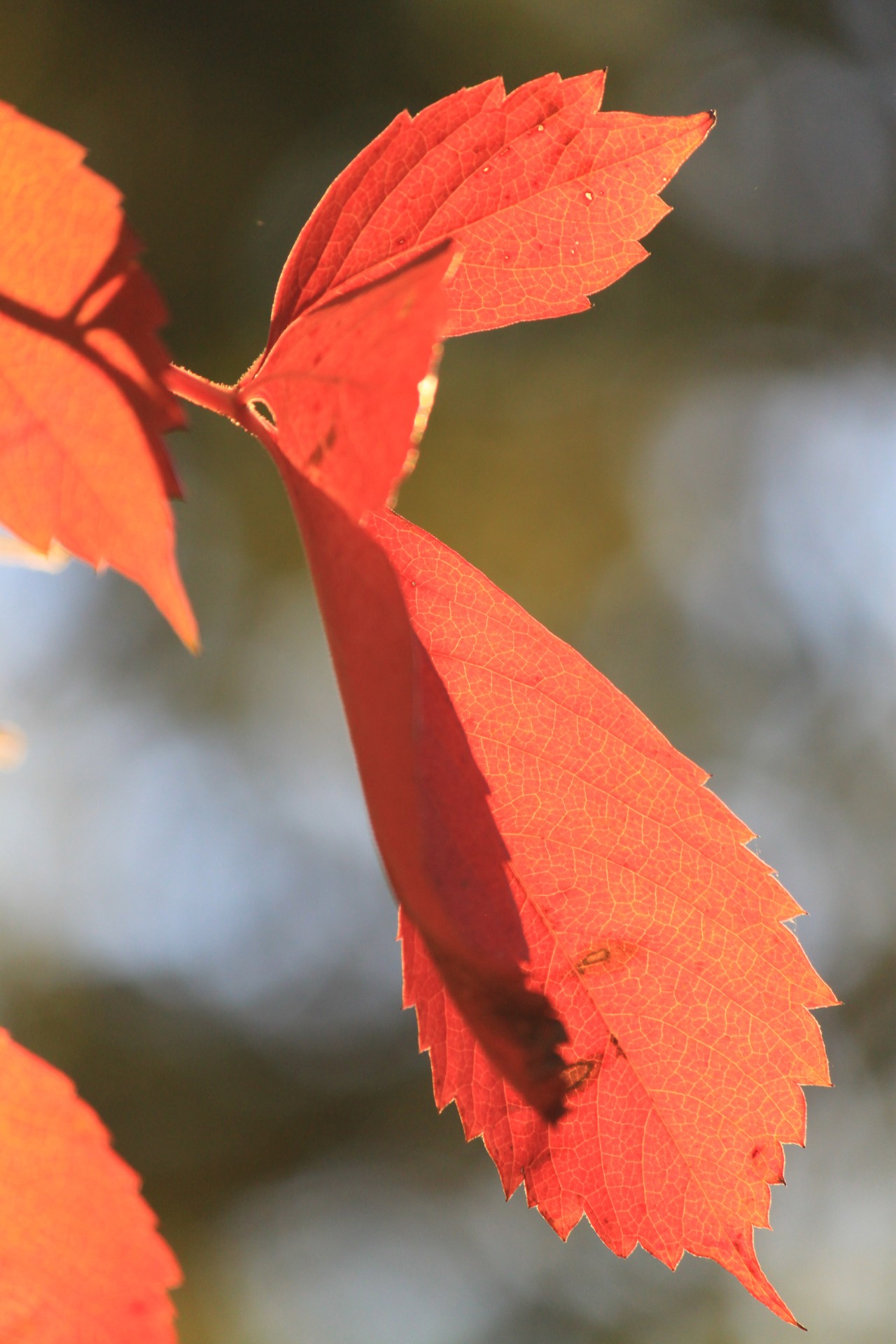 autumn fall leaf free photo