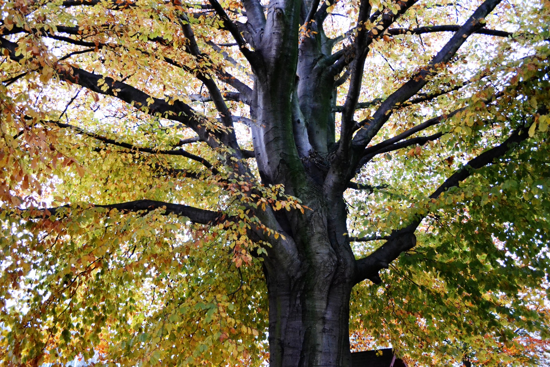 tree forest wood free photo