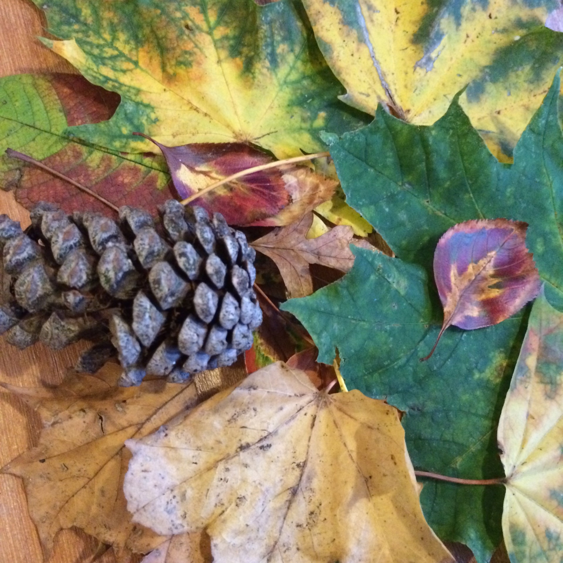 leaves autumn autumn leaves free photo