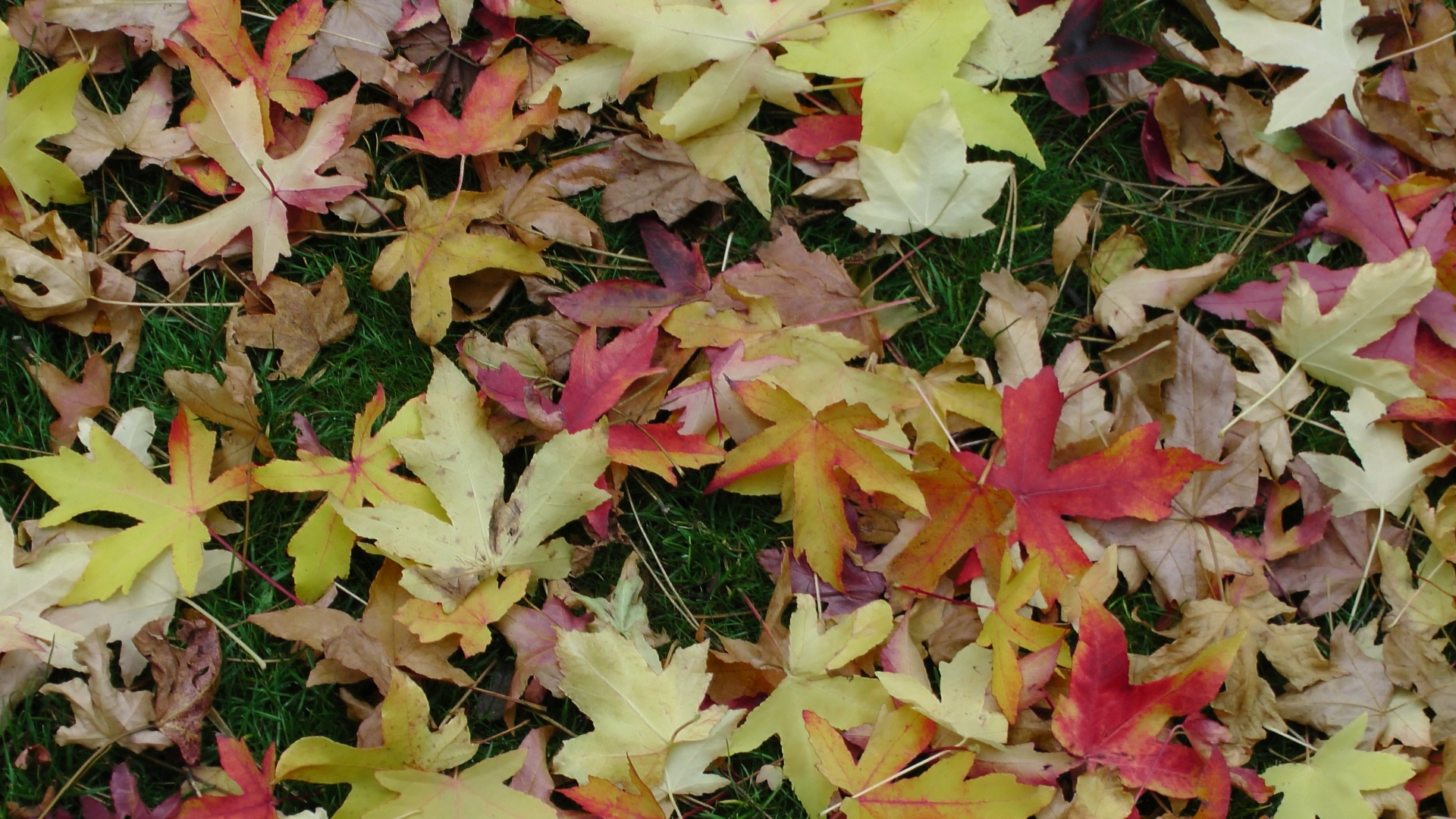 autumn leaf leaves free photo