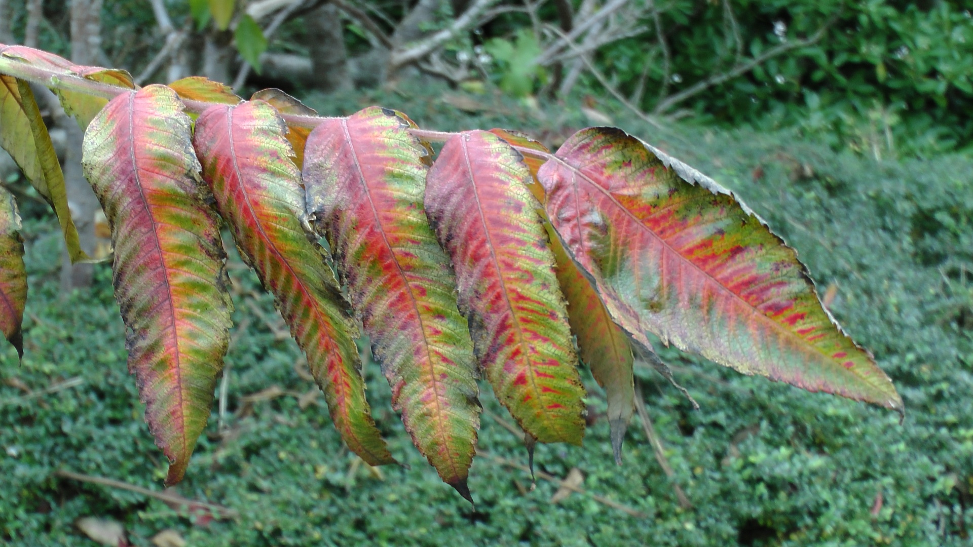 autumn leaf leaves free photo