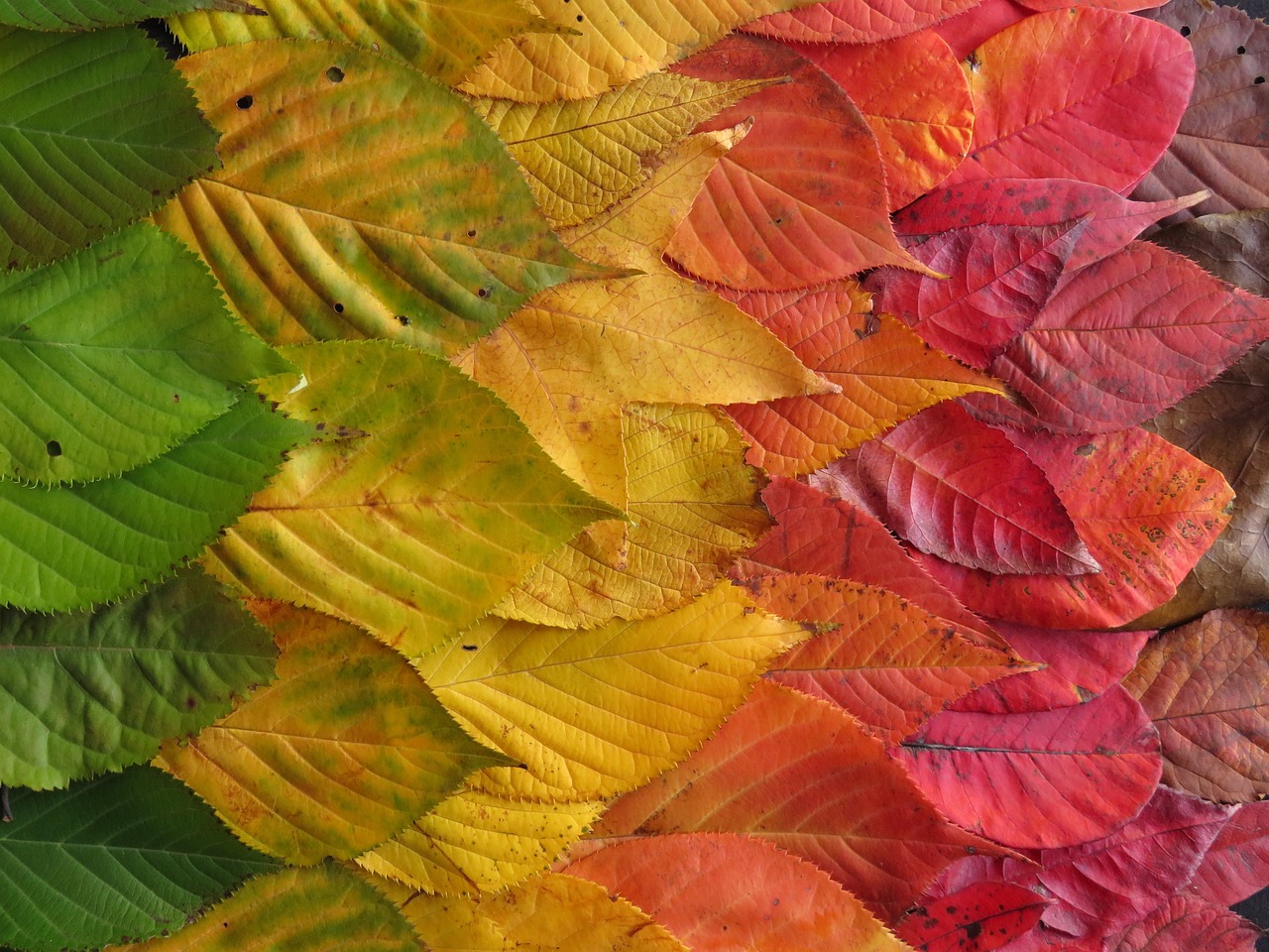 autumn leaves colourful leaves free photo