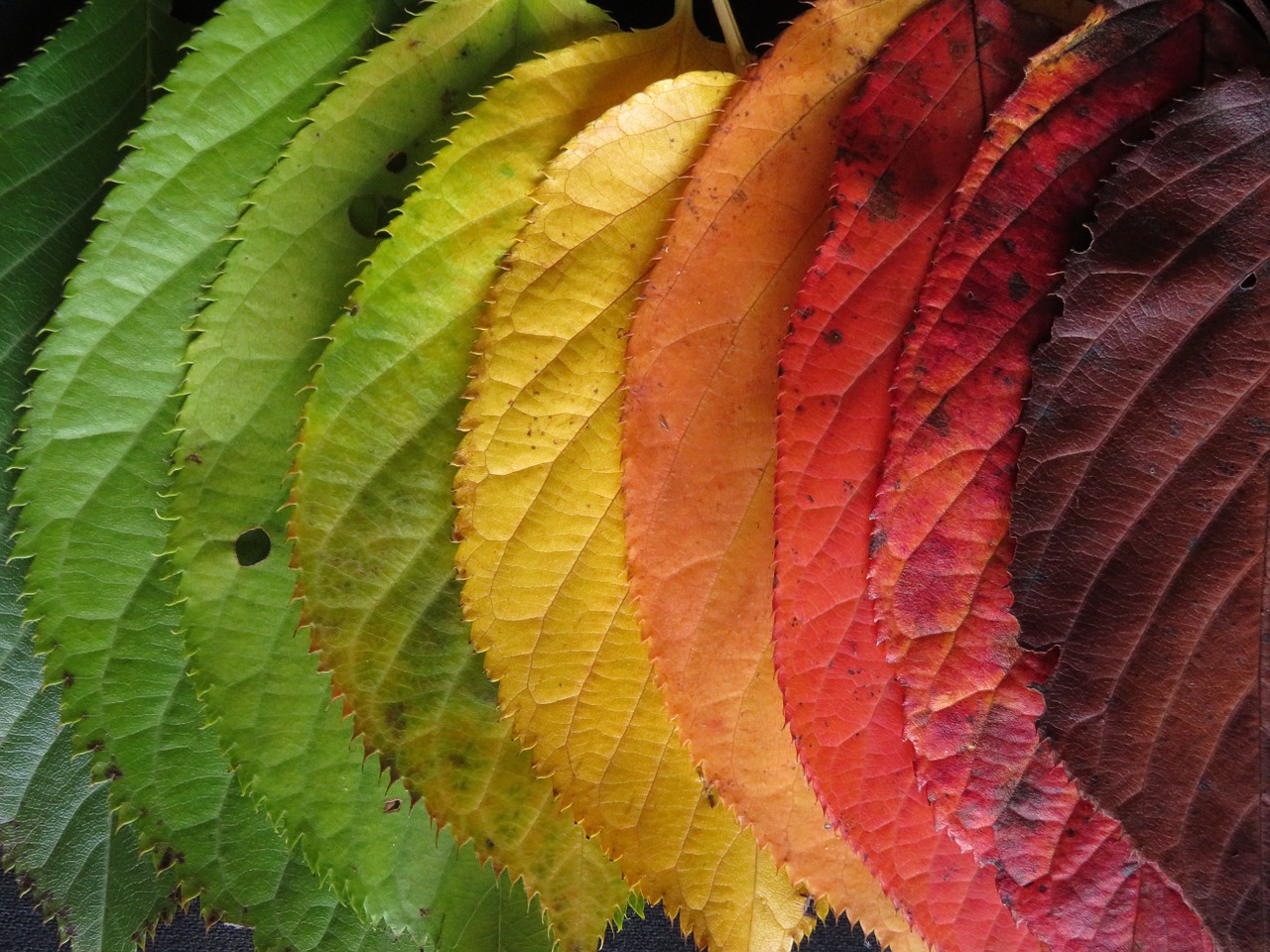 autumn leaves colourful autumn free photo