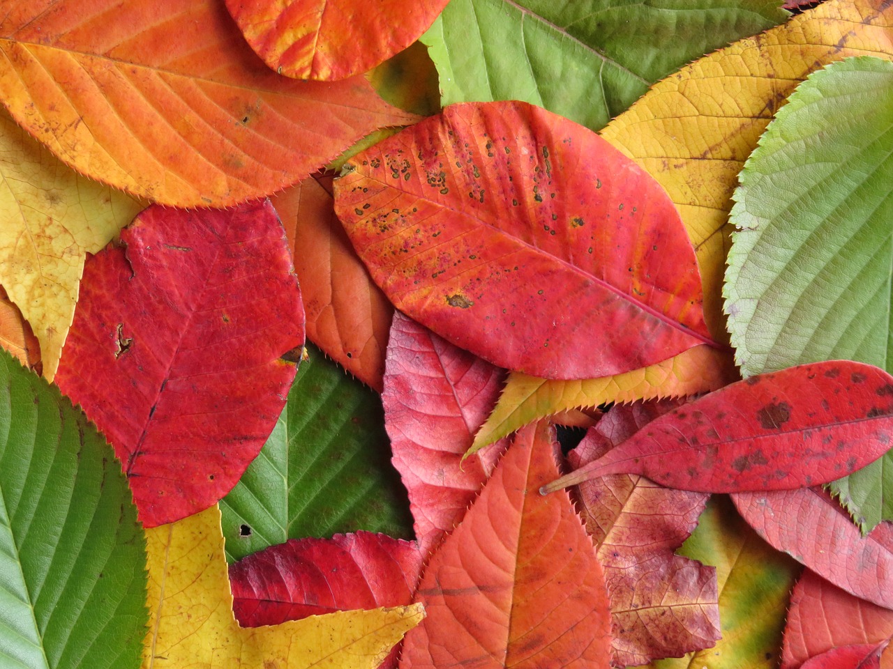 autumn leaves colourful leaves free photo