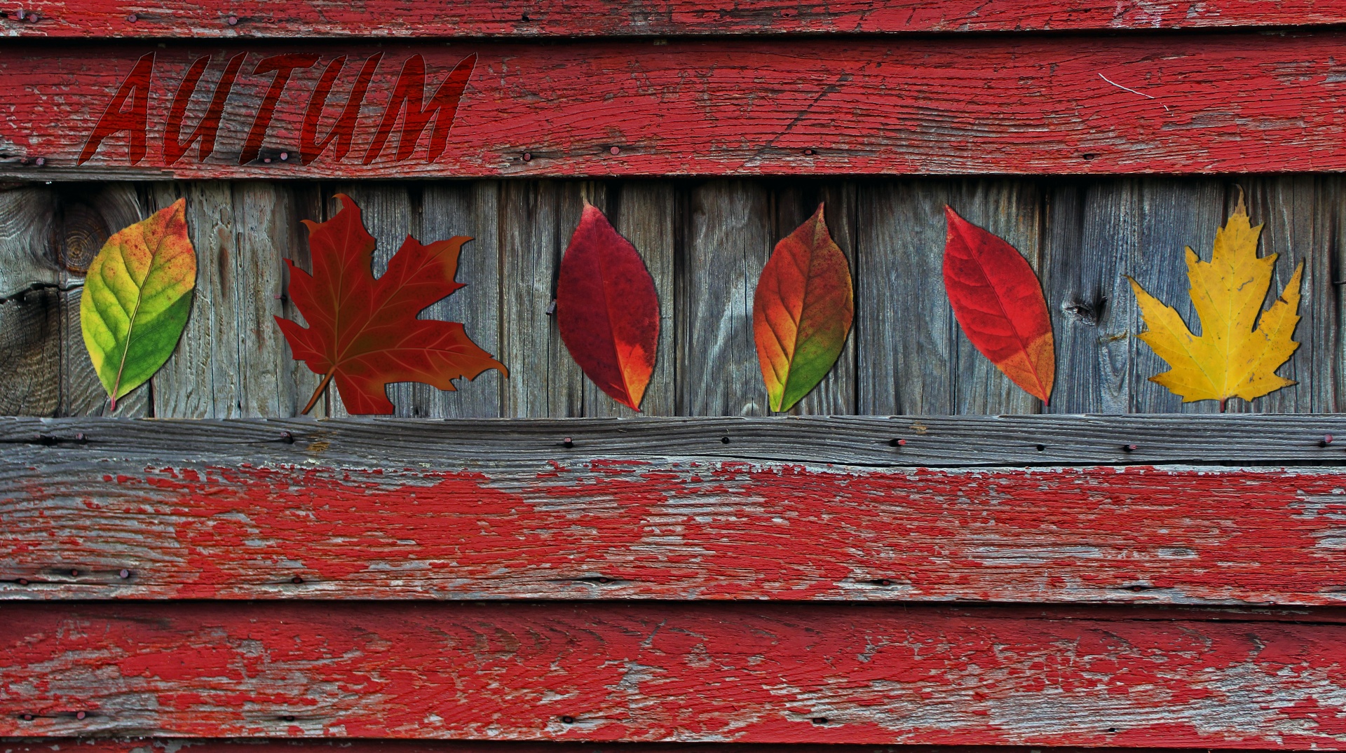 leaves leaf fall colors free photo