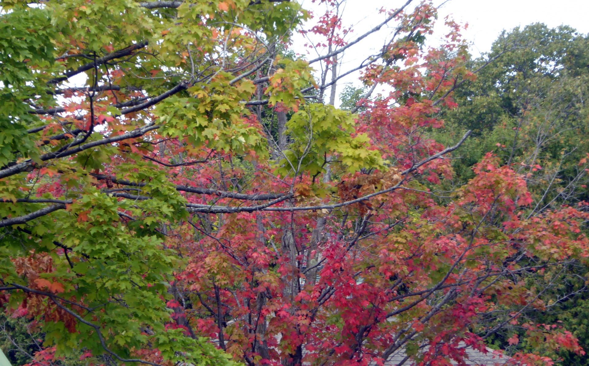 fall autumn leaves free photo