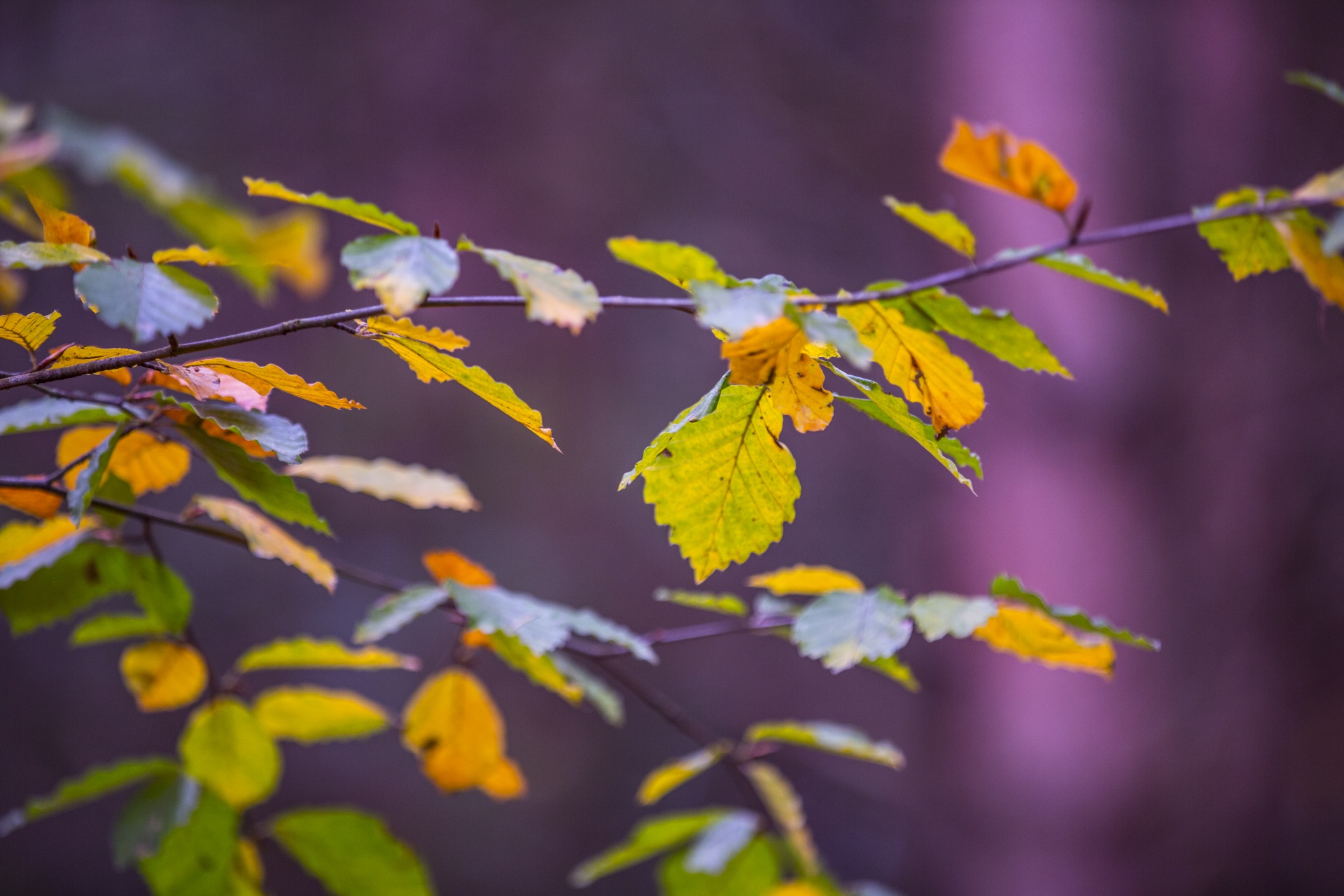 autumn leaf leaves free photo