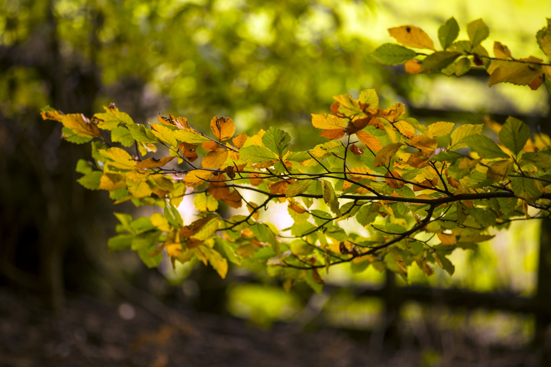 autumn leaf leaves free photo