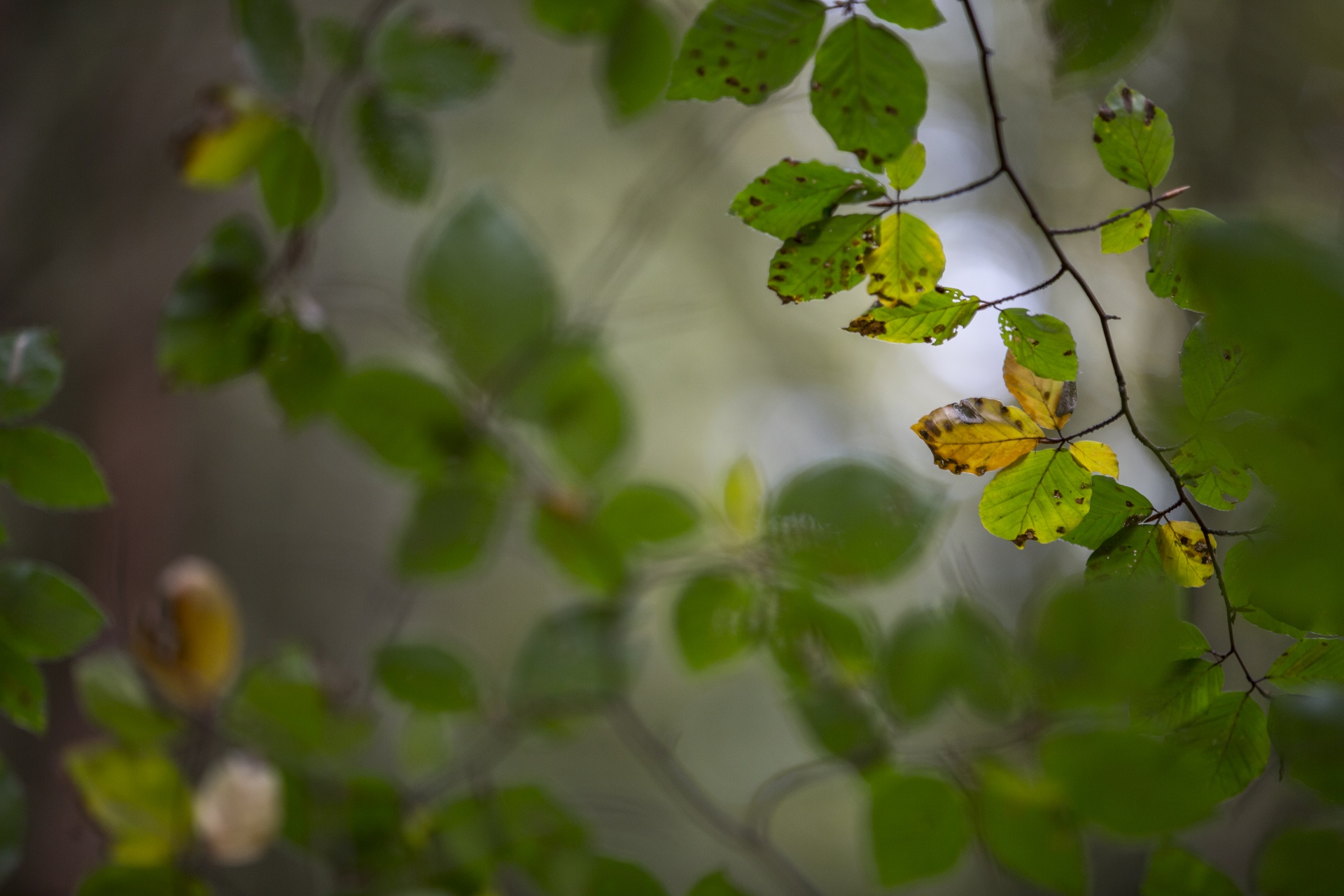 autumn leaf leaves free photo