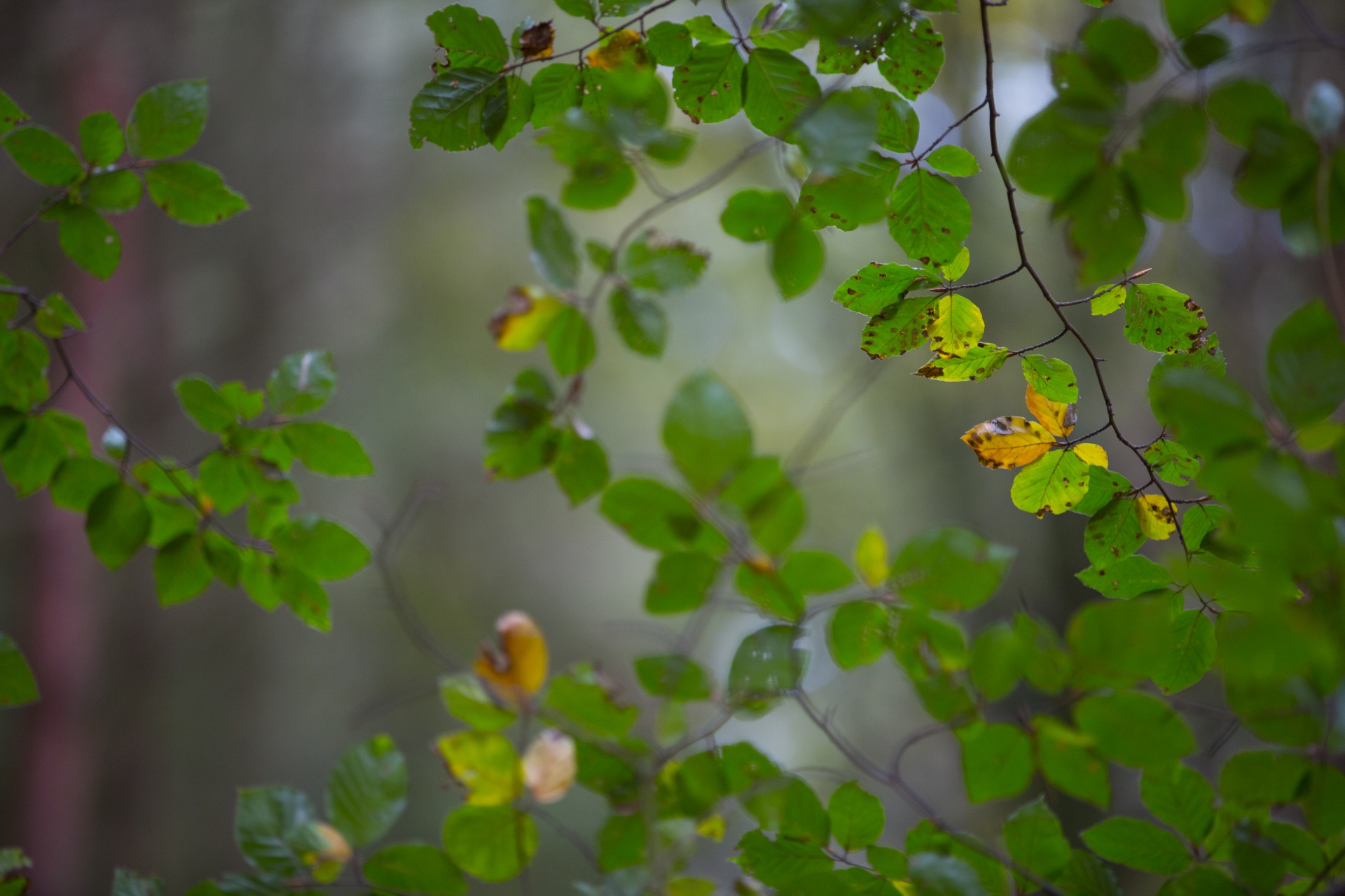 autumn leaf leaves free photo