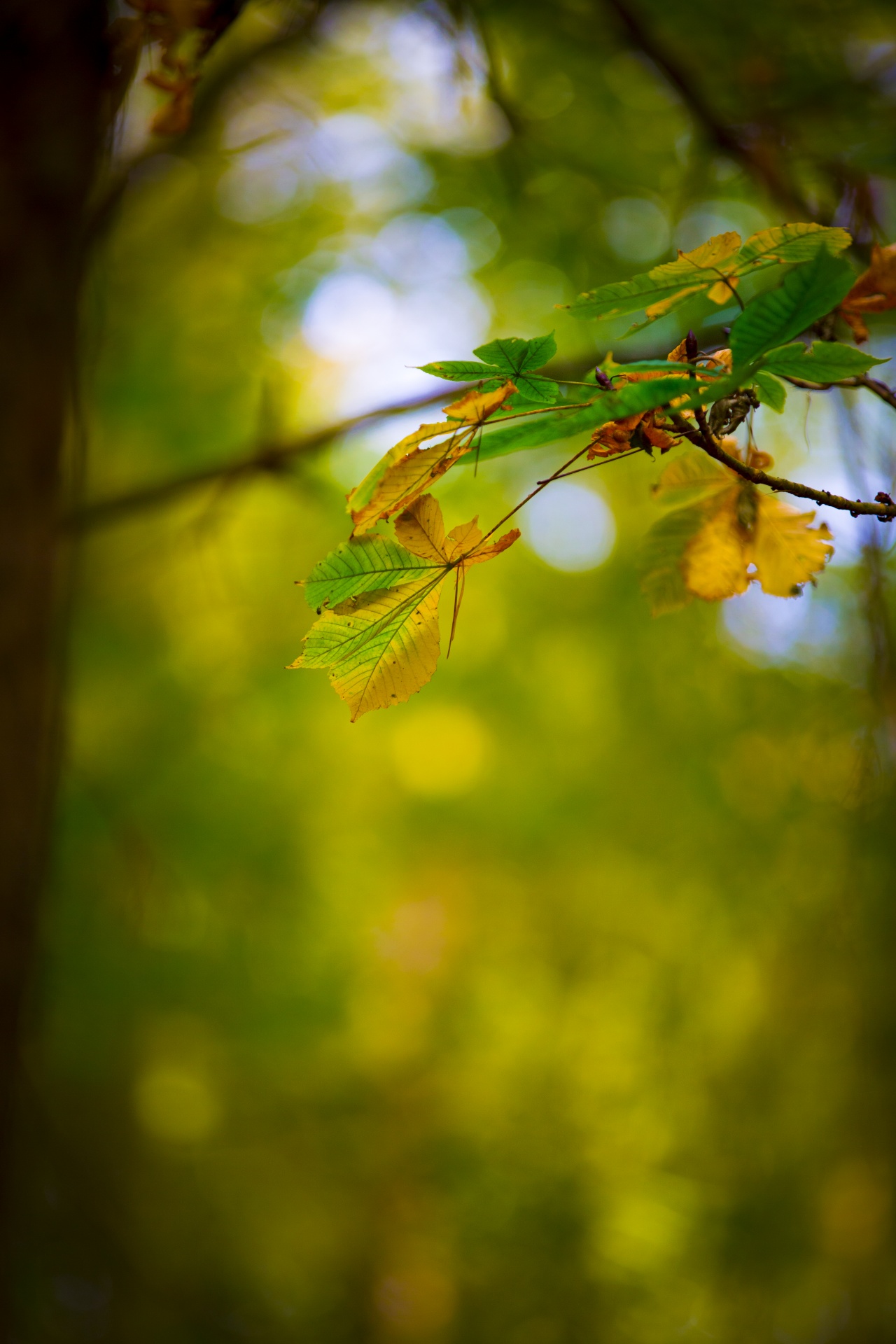 autumn leaf leaves free photo