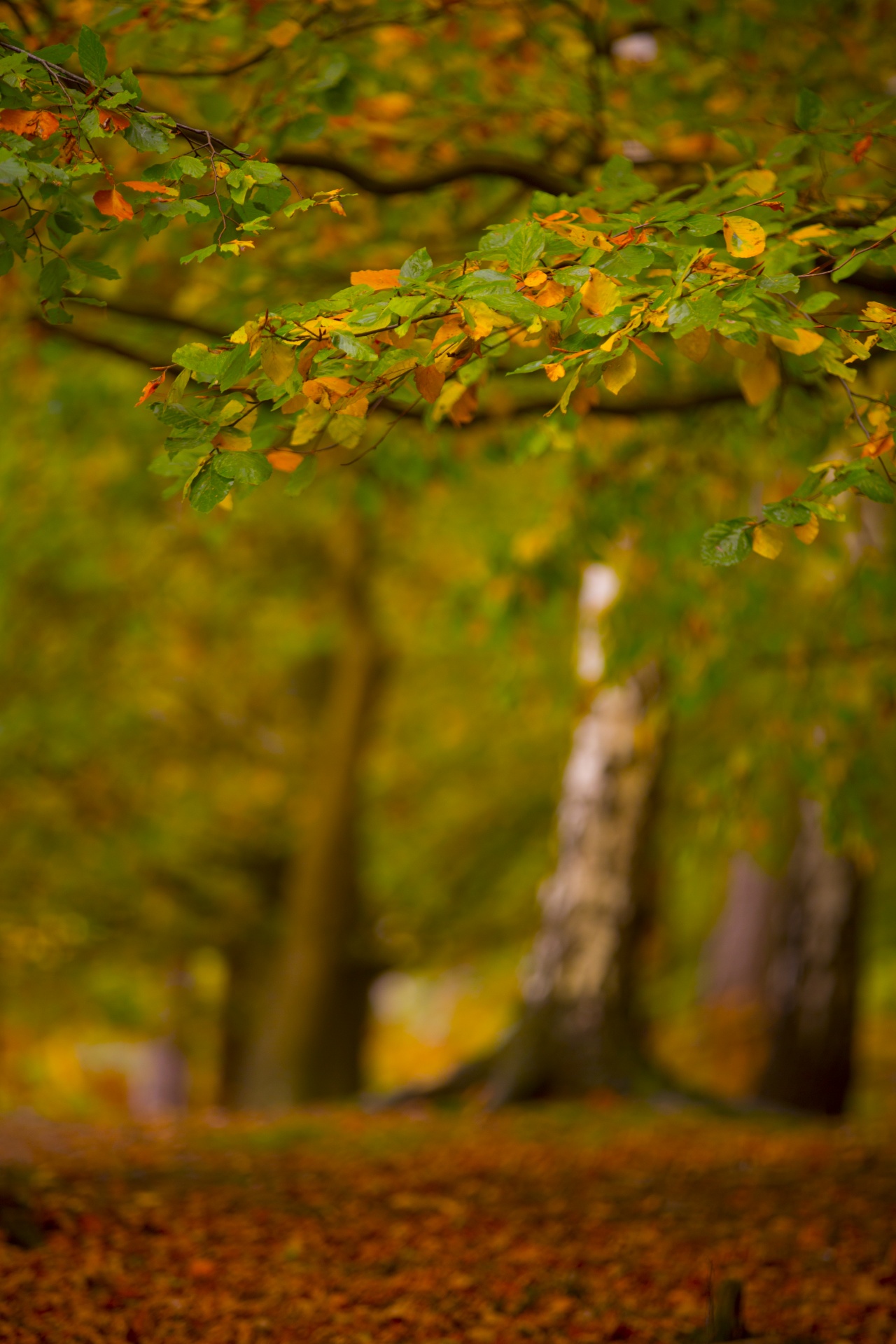 autumn leaf leaves free photo