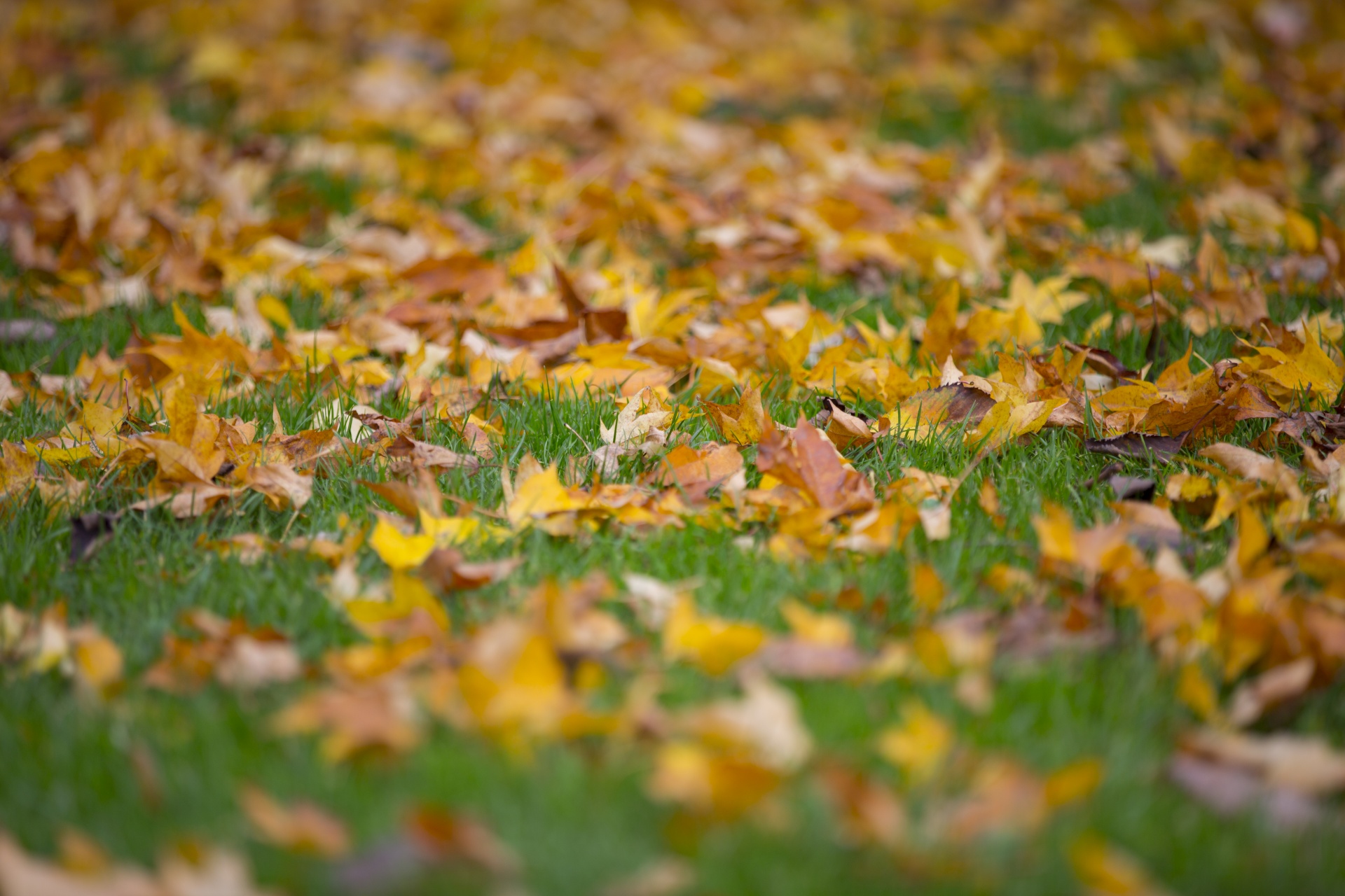 leaf autumn background free photo