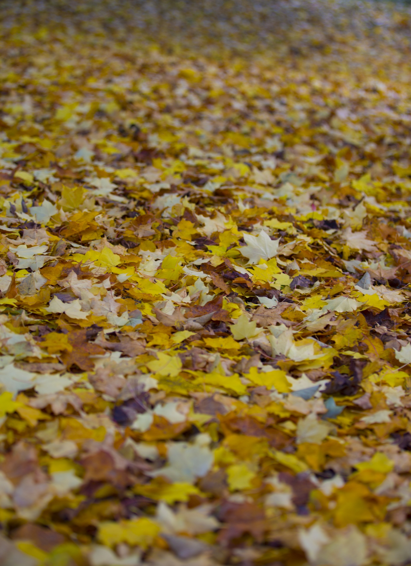 leaf autumn background free photo