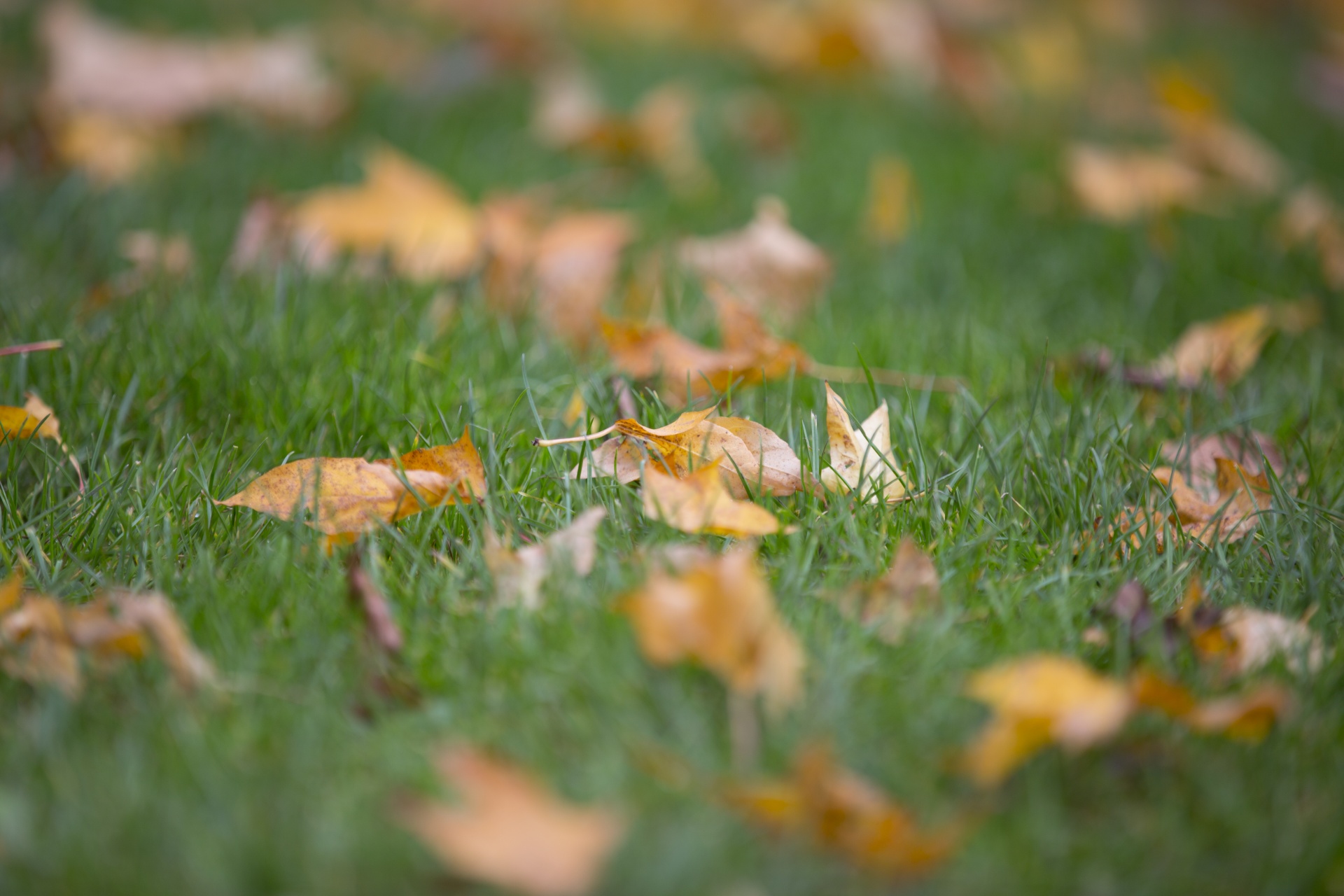 leaf autumn background free photo