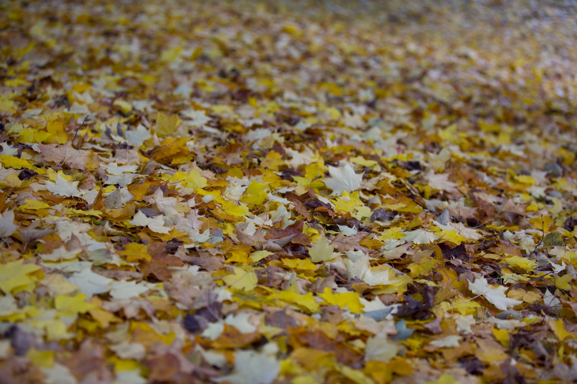 leaf autumn background free photo