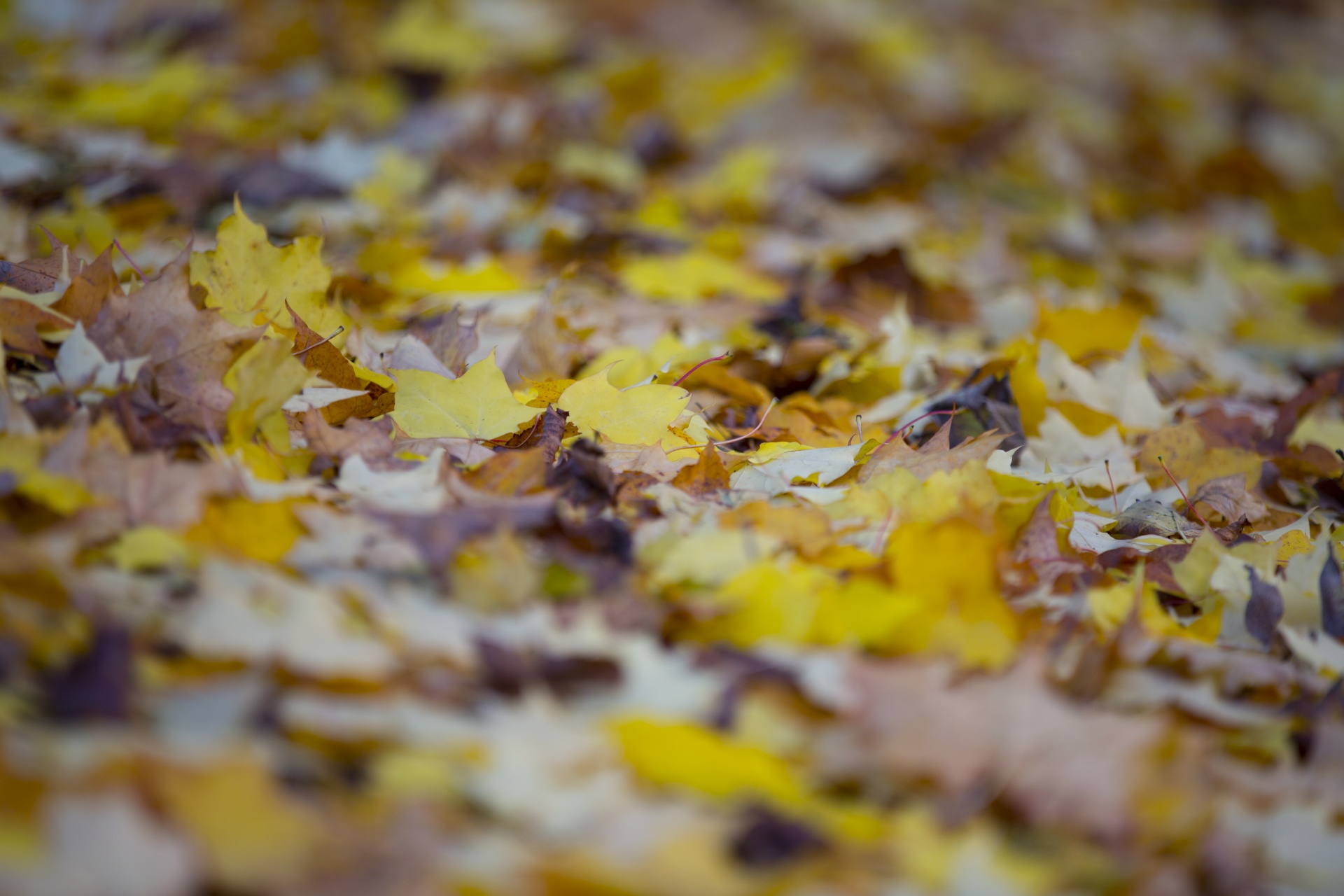 leaf autumn background free photo