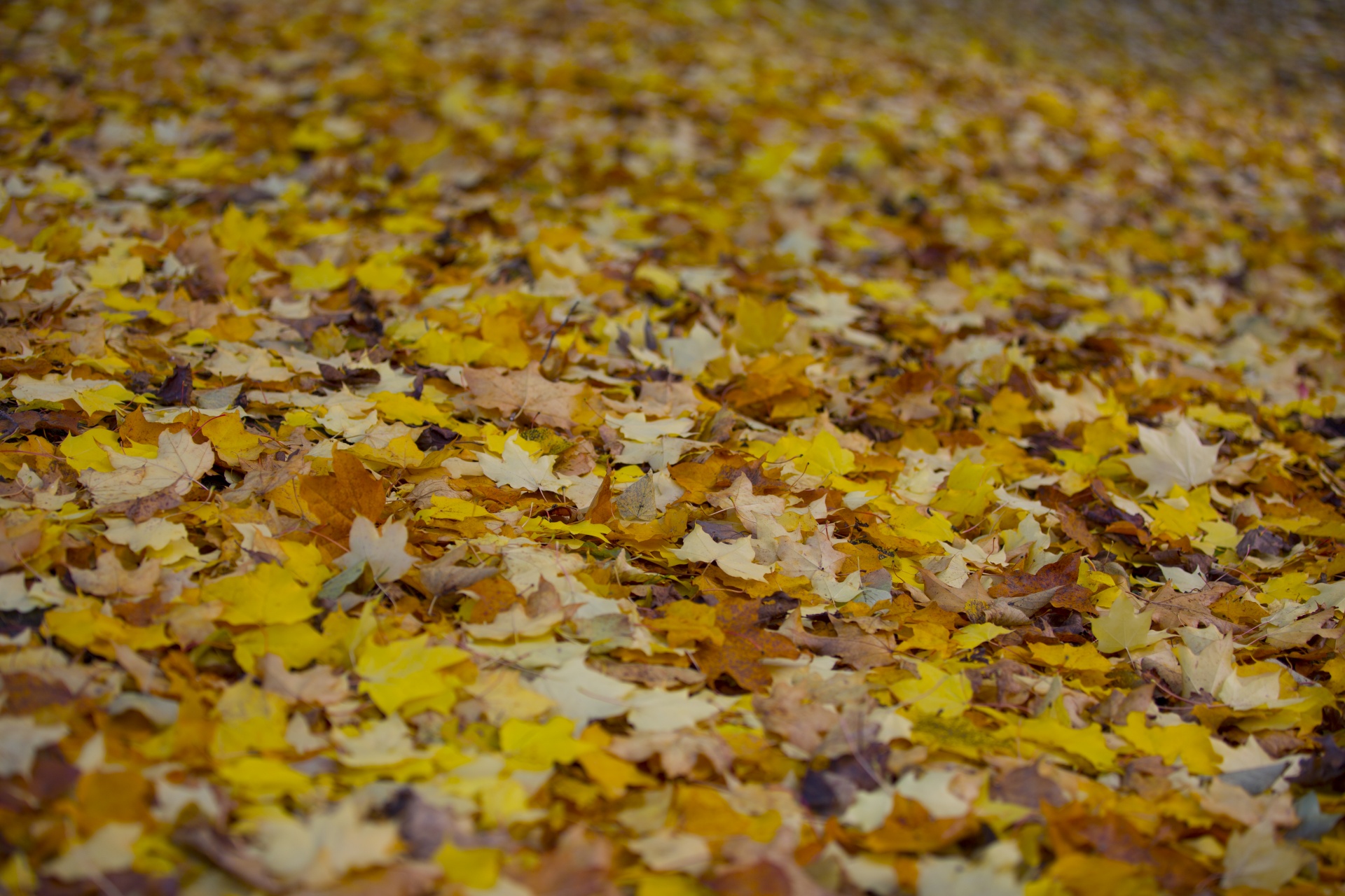 leaf autumn background free photo