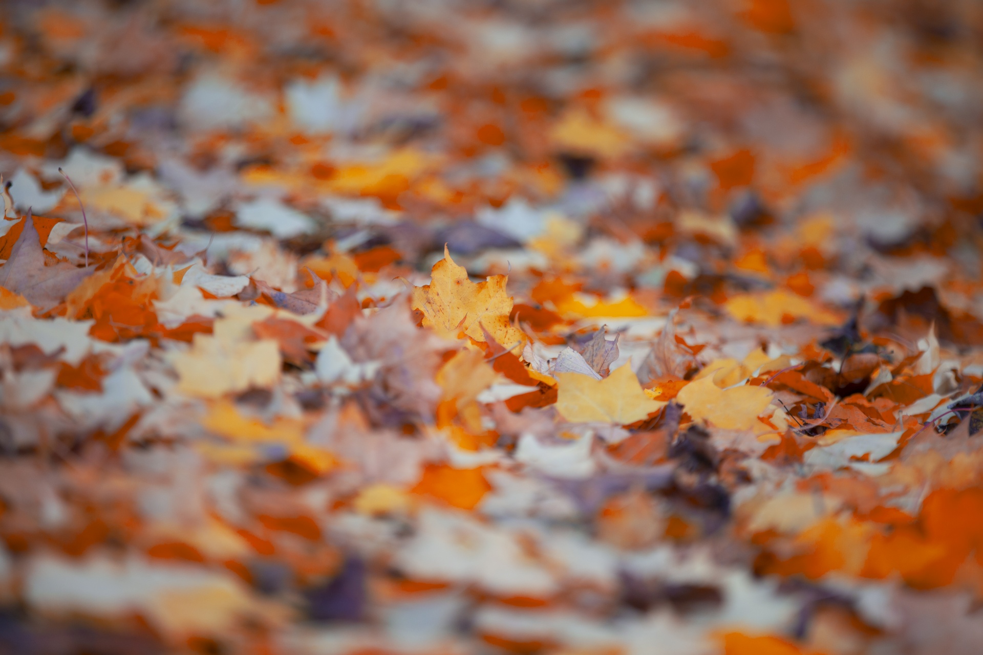 leaf autumn background free photo