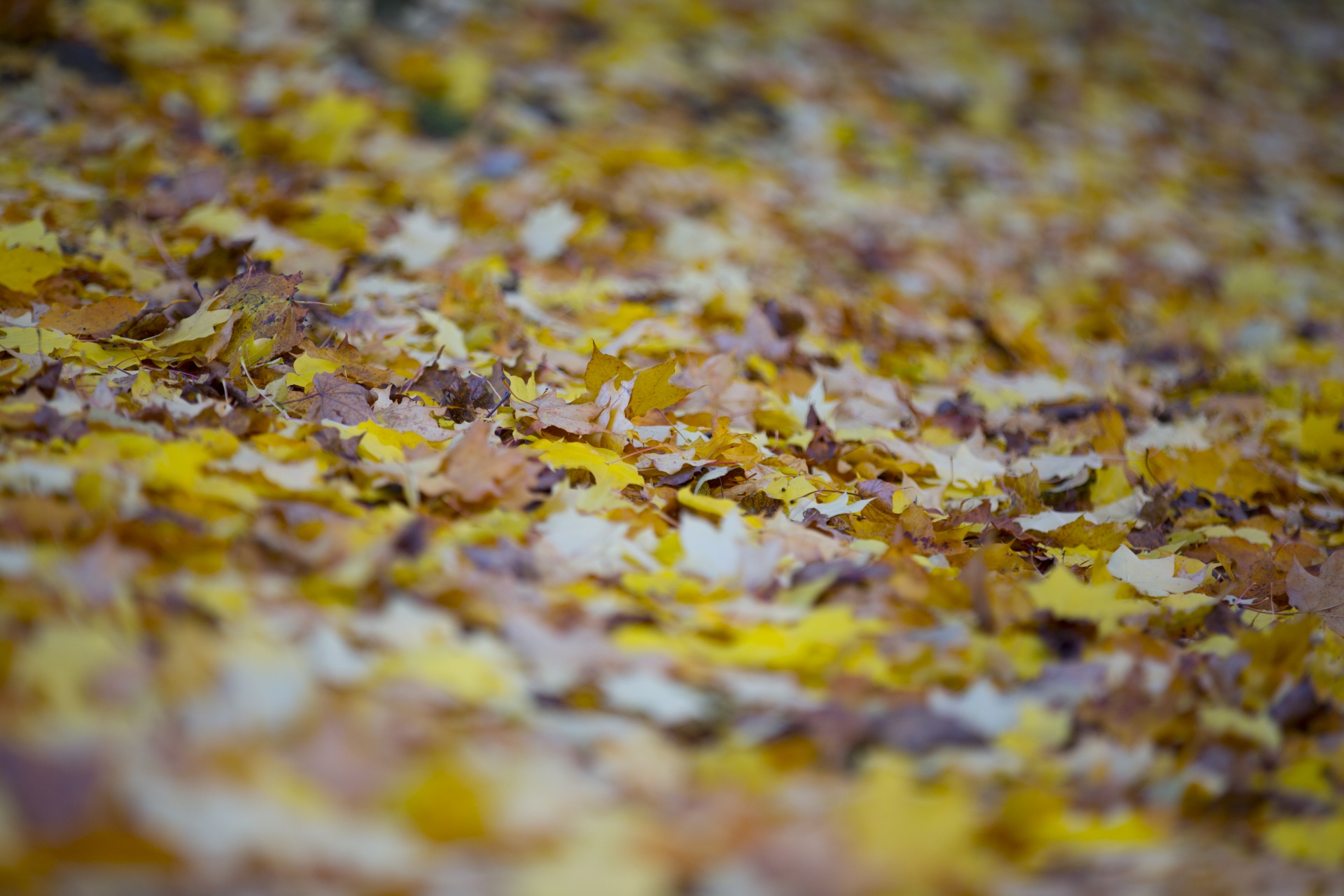 leaf autumn background free photo