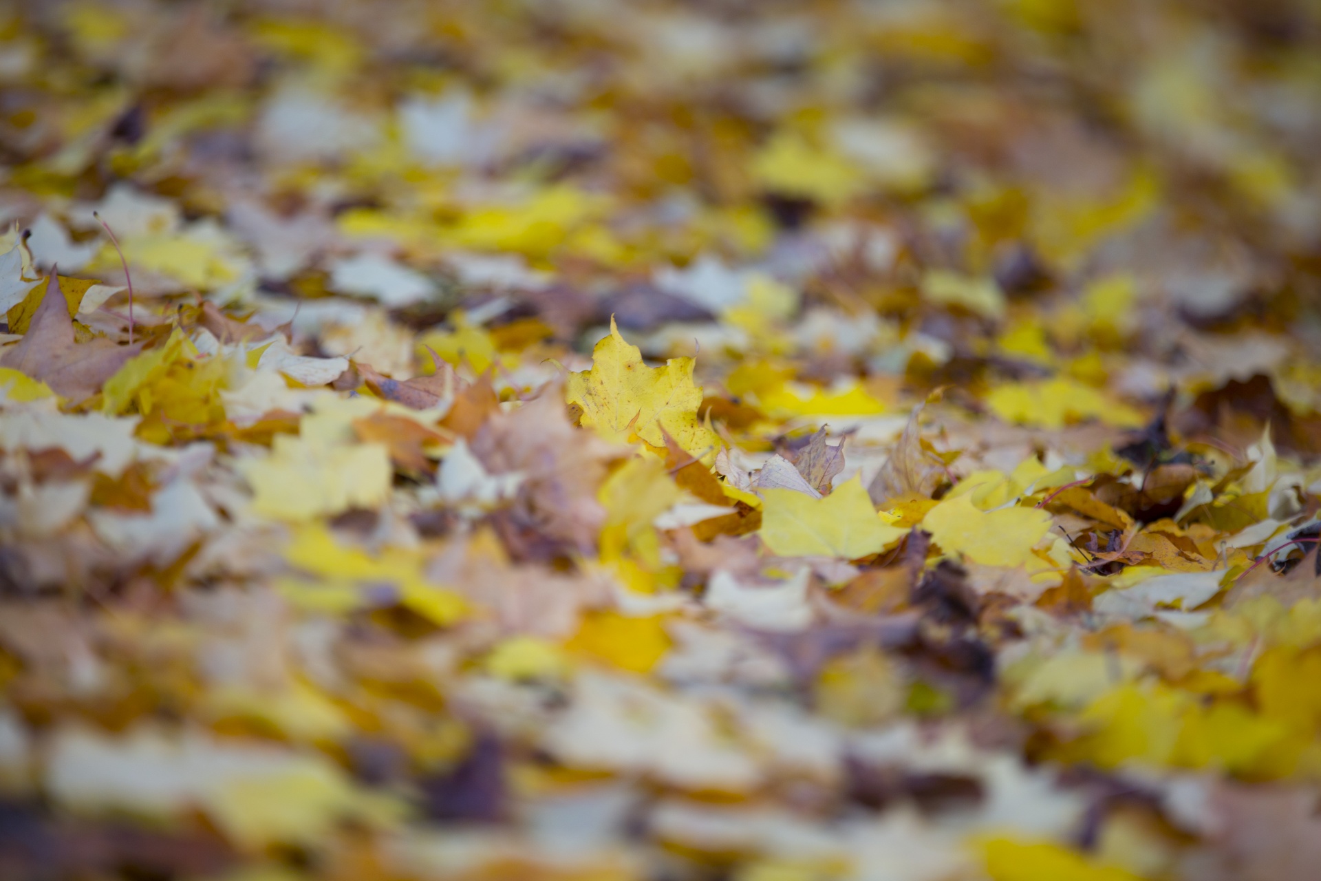 leaf autumn background free photo