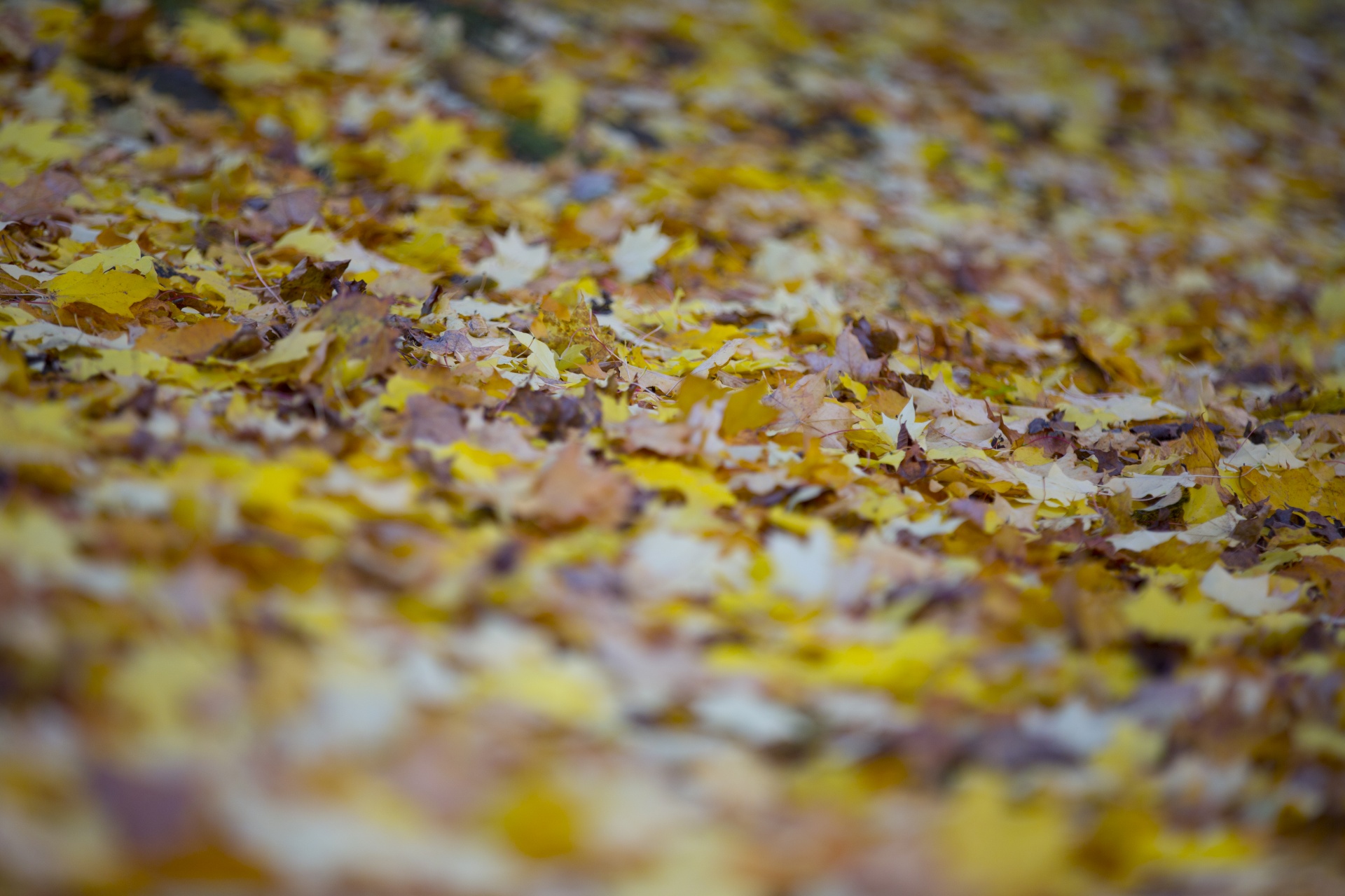 leaf autumn background free photo