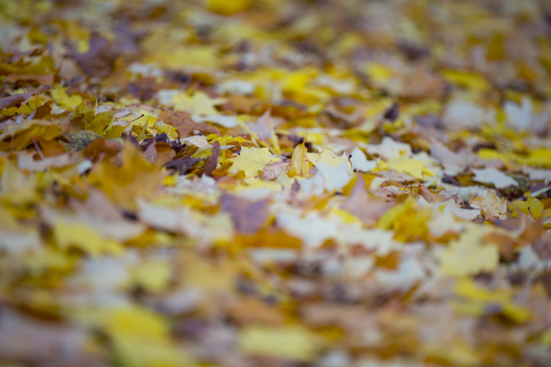 leaf autumn background free photo