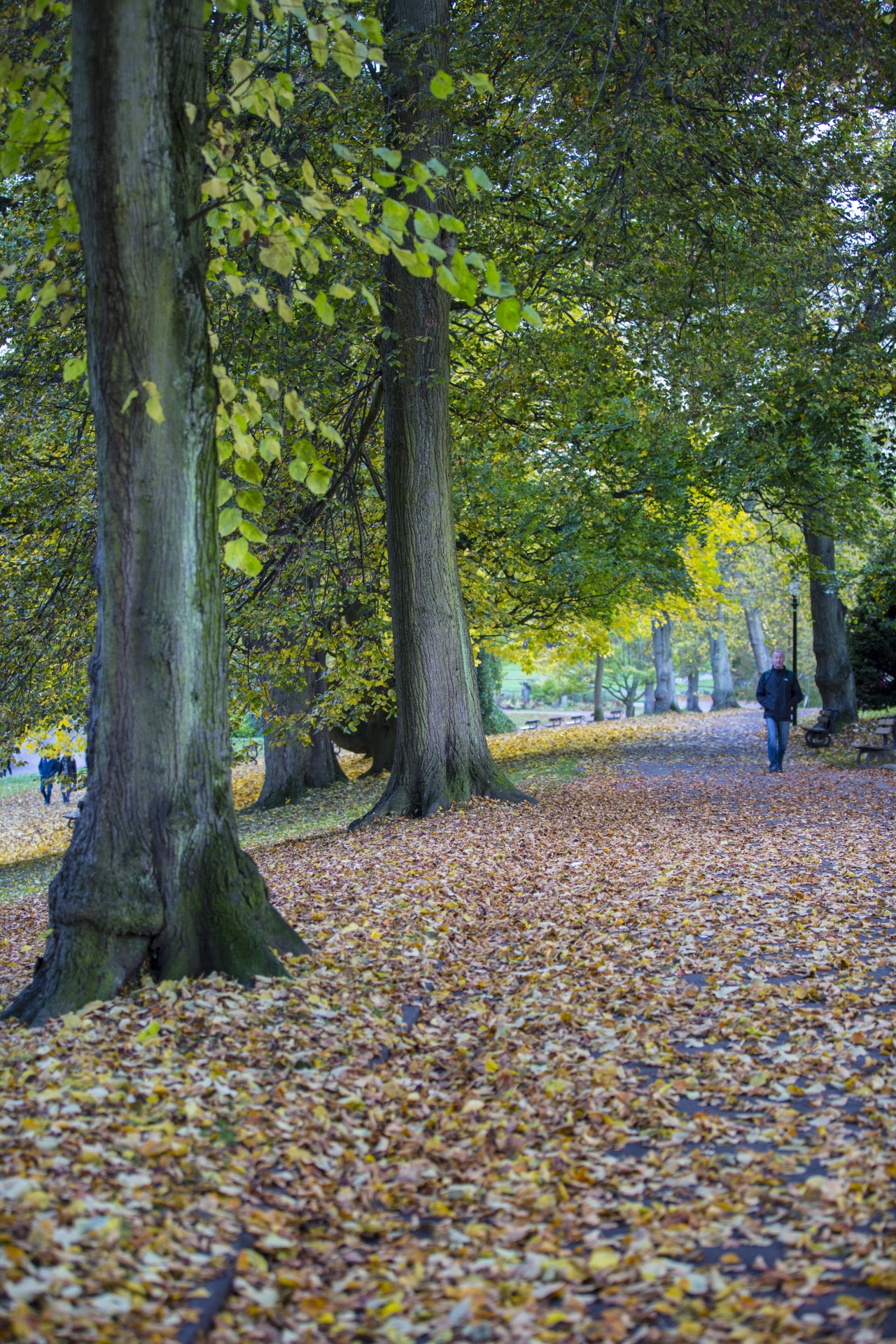 autumn leaf leaves free photo