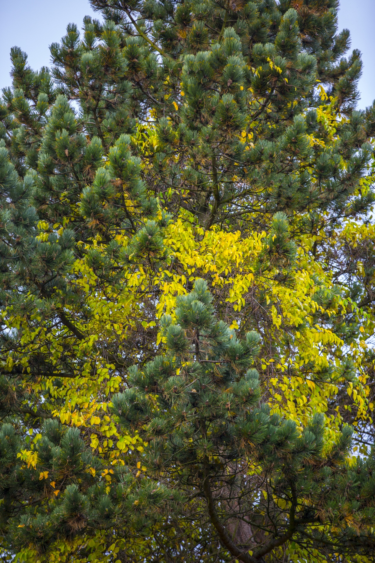 autumn leaf leaves free photo