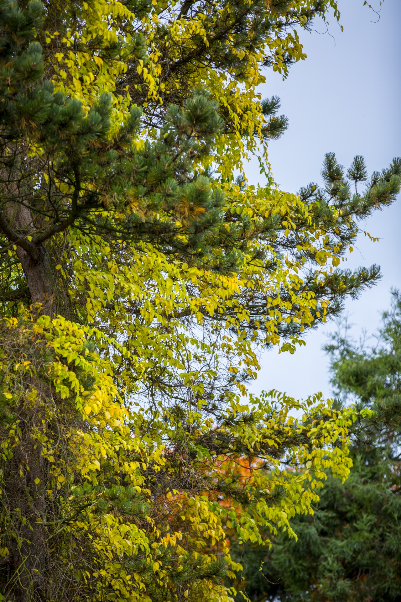 autumn leaf leaves free photo