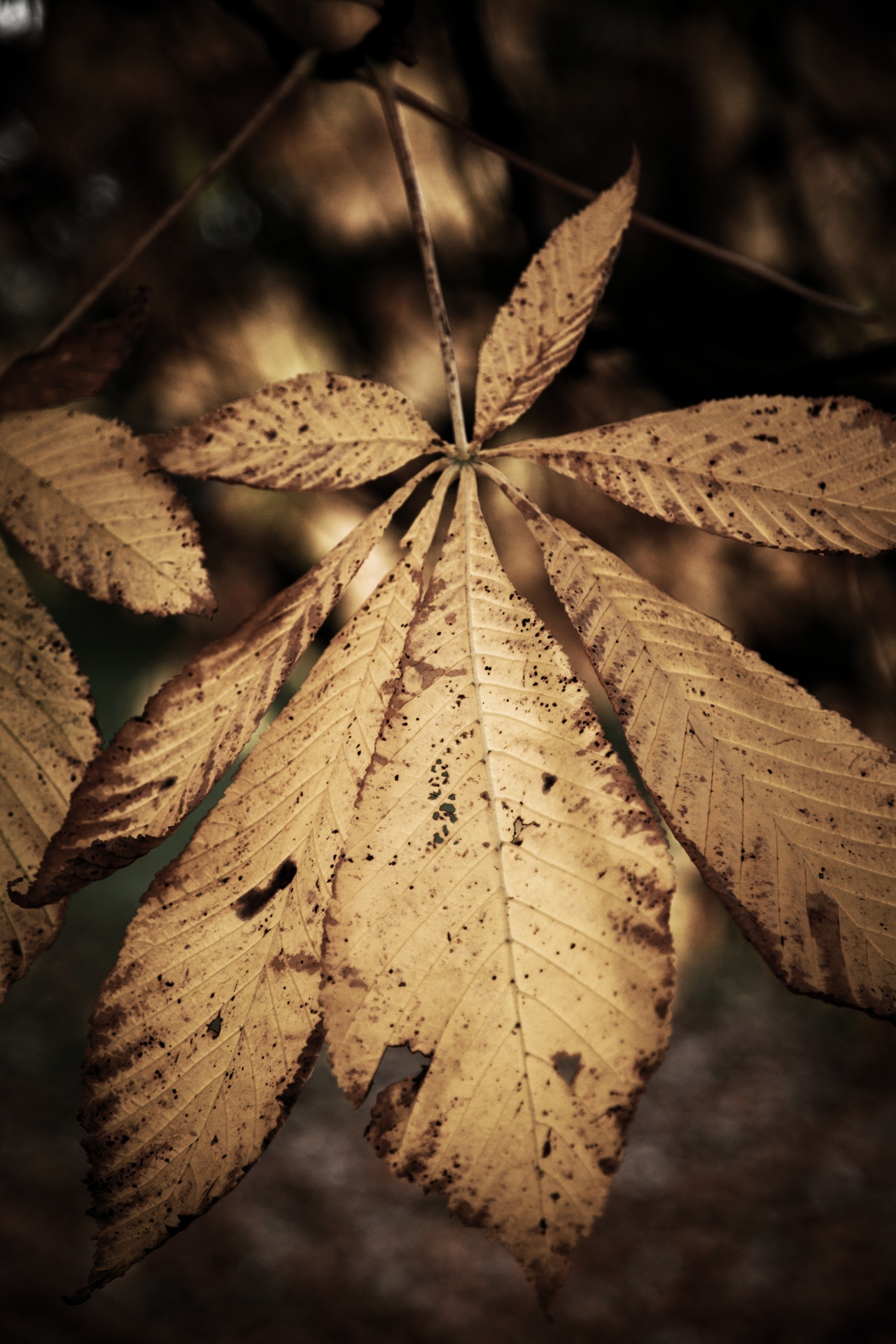 leaf autumn background free photo