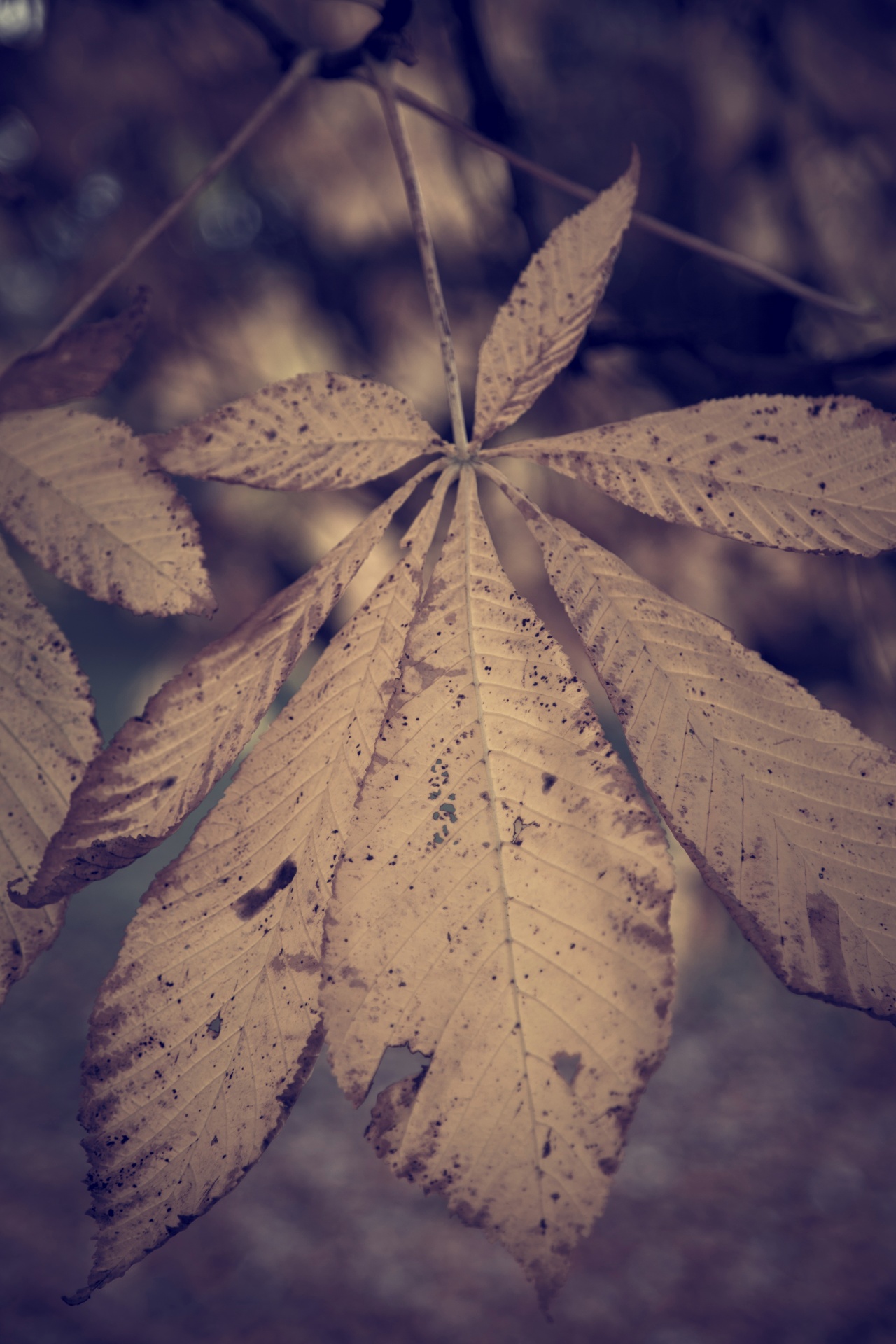 leaf autumn background free photo