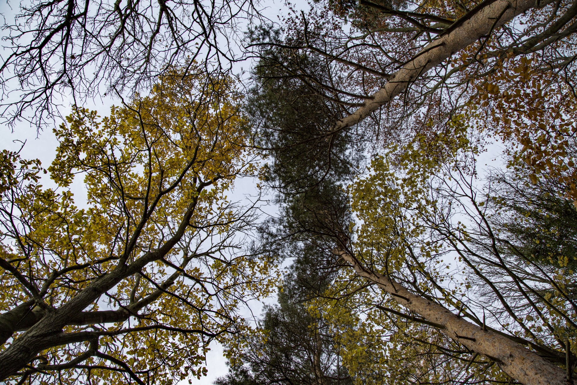 forest tree pathway free photo