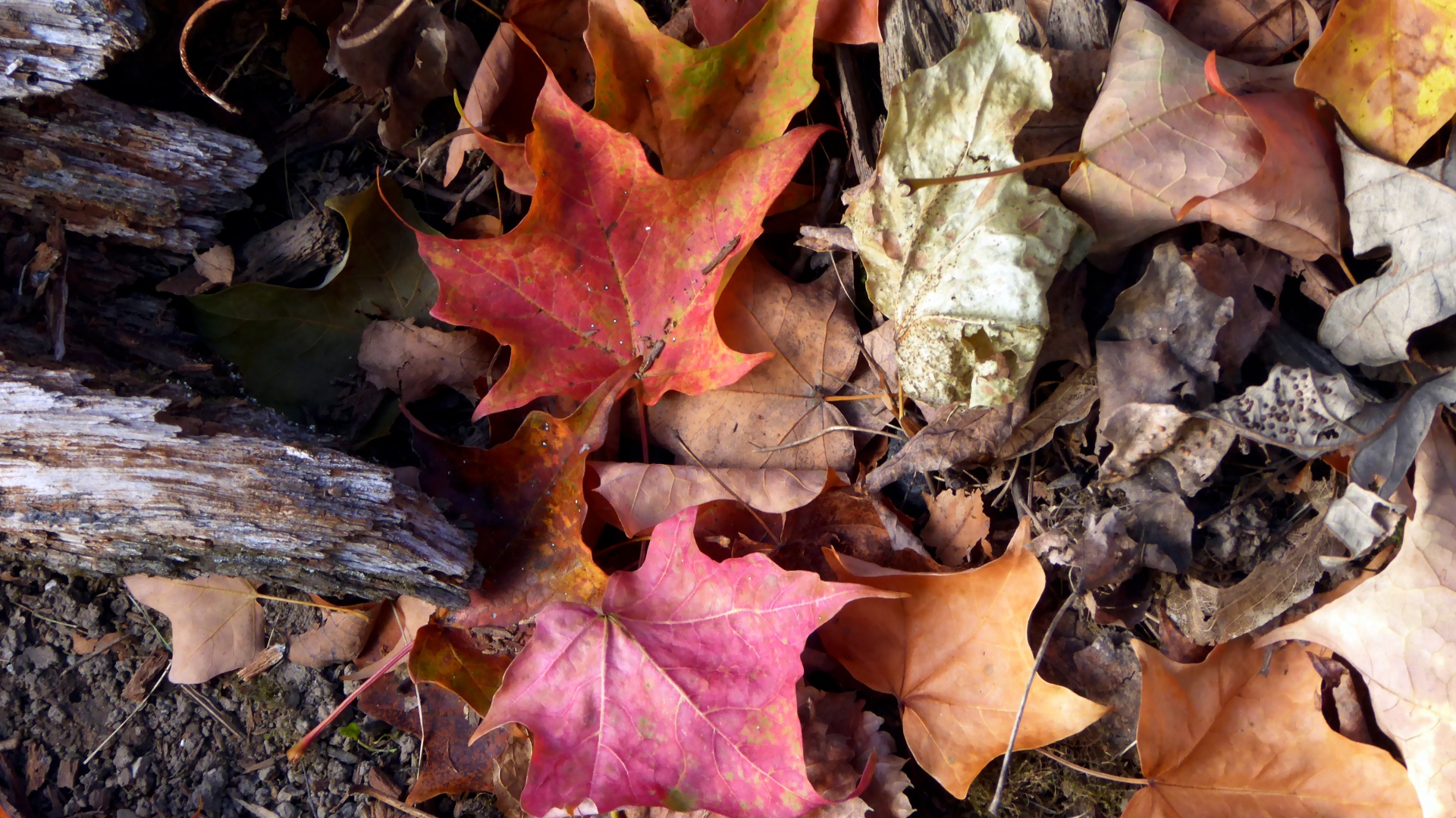 autumn fall leaves free photo