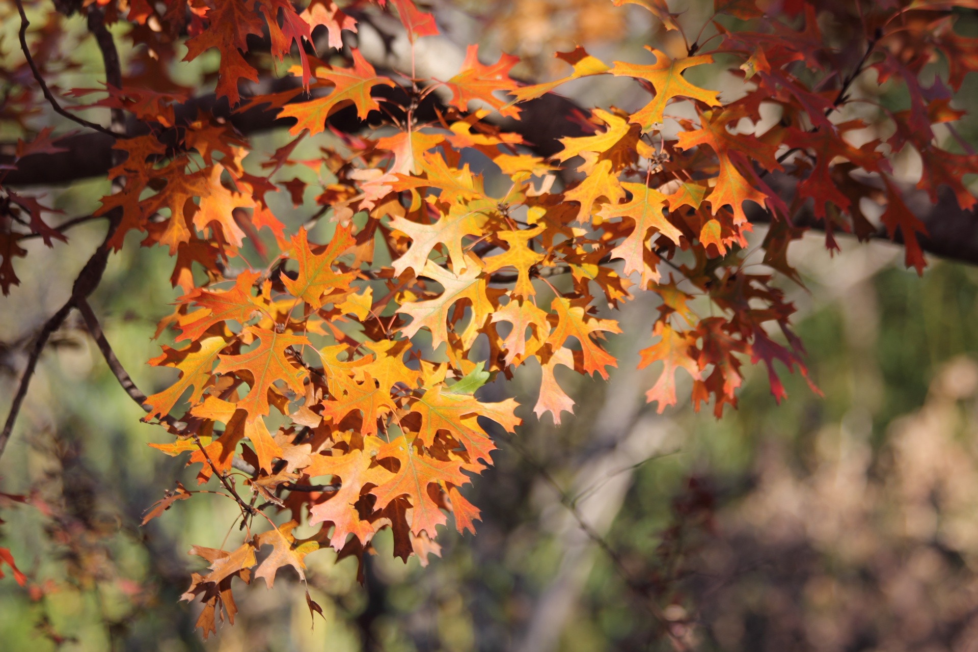 autumn leaves tree free photo