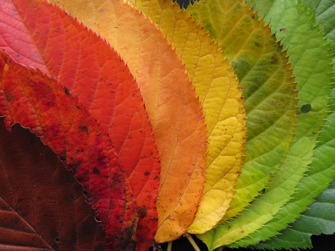 autumn leaves fall leaves colorful free photo