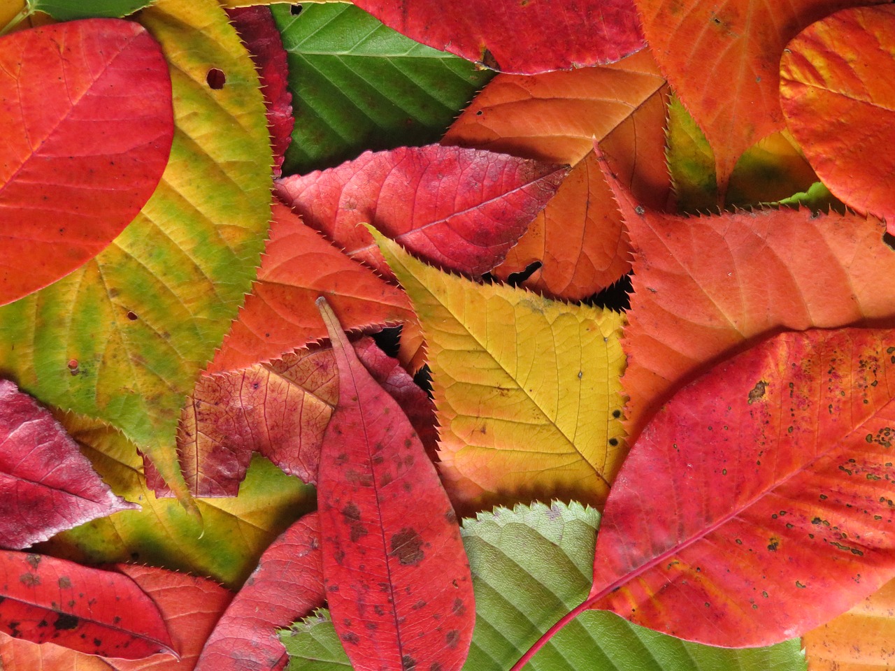 autumn leaves fall leaves colorful free photo