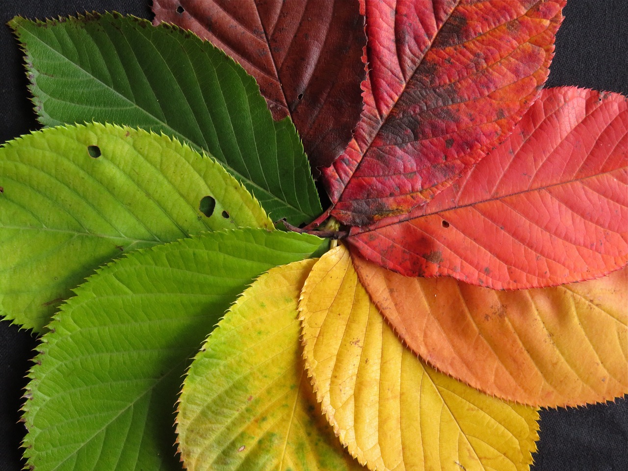 autumn leaves fall leaves leaves free photo