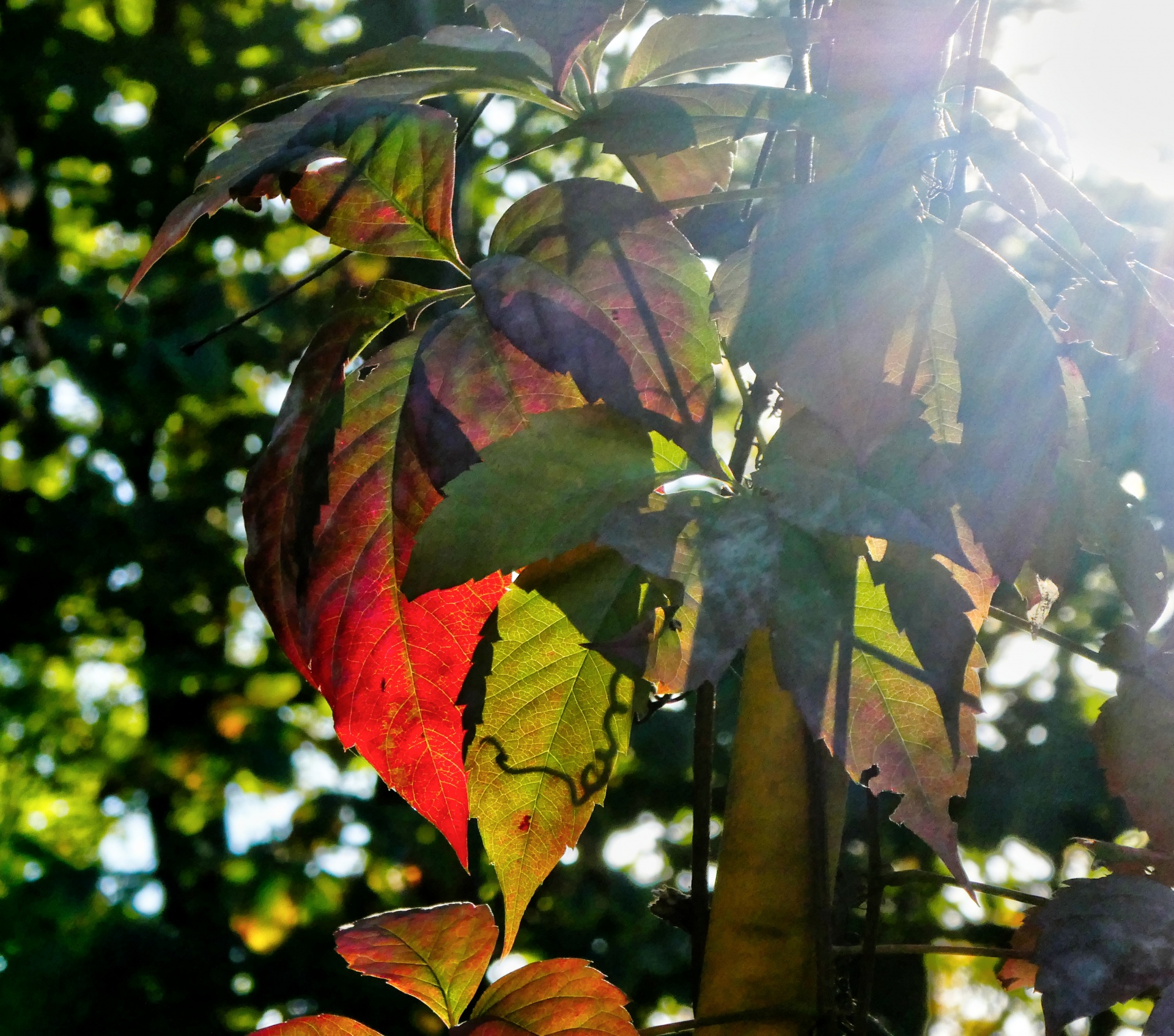 fall autumn foliage free photo